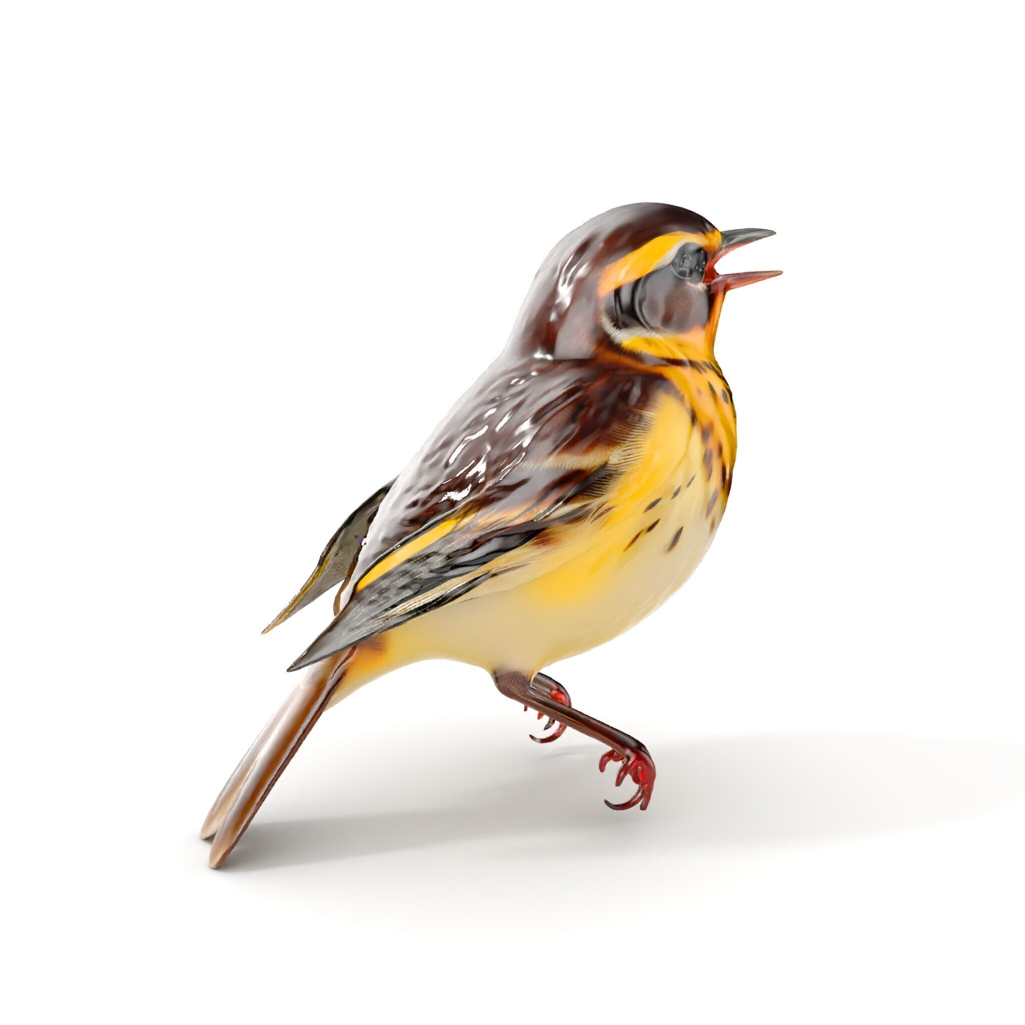 Realistic Bird Model Pack with Detailed Textures Low-poly 3D model_7