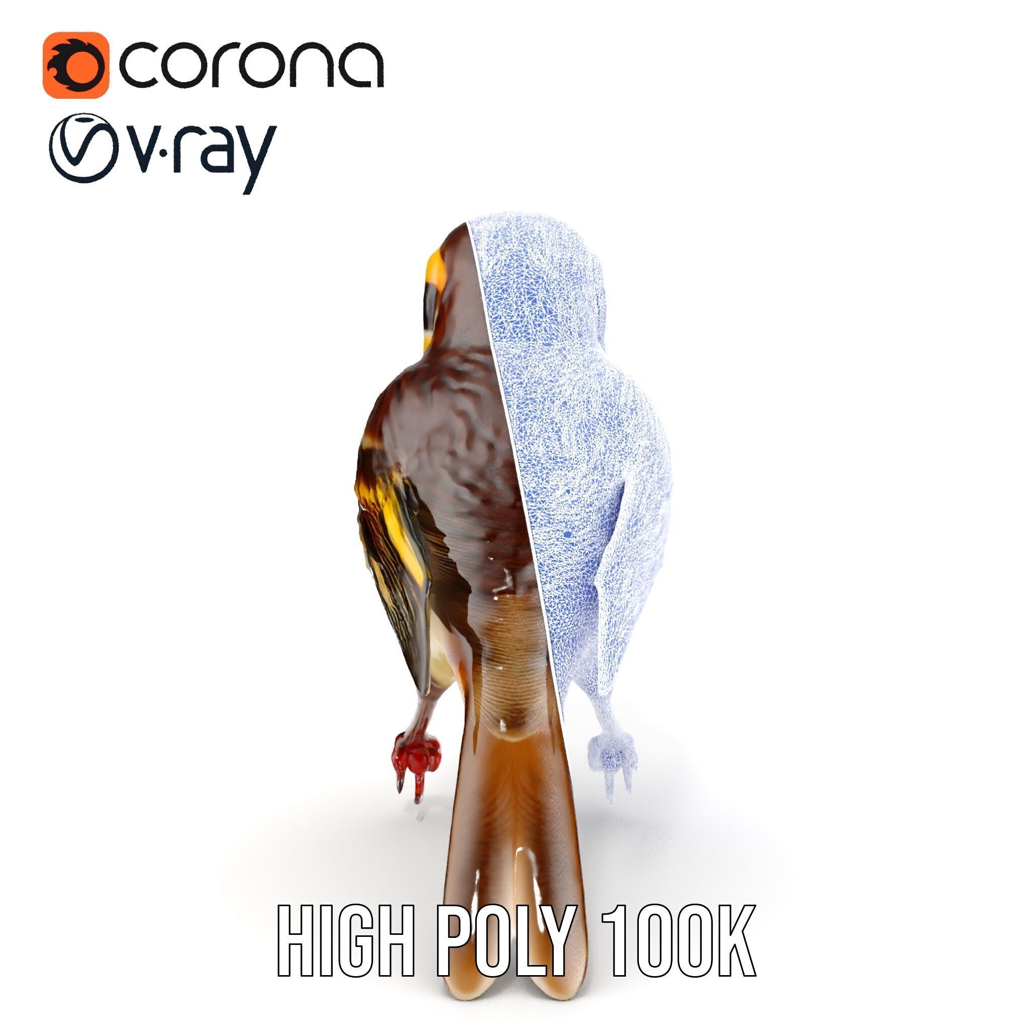 Realistic Bird Model Pack with Detailed Textures Low-poly 3D model_32