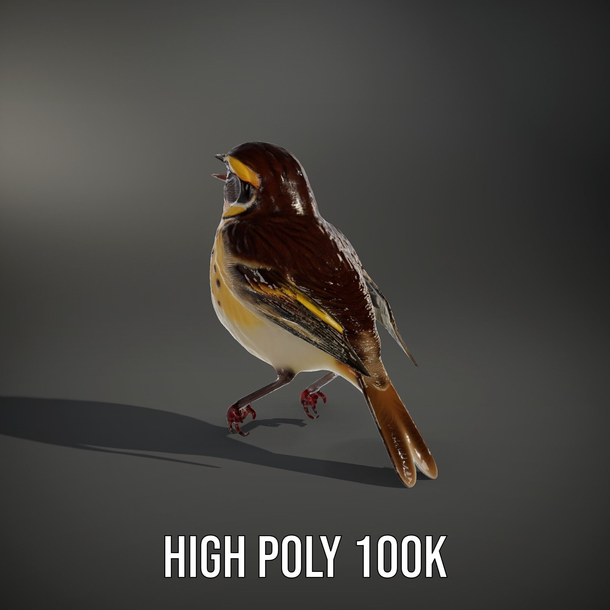Realistic Bird Model Pack with Detailed Textures Low-poly 3D model_9