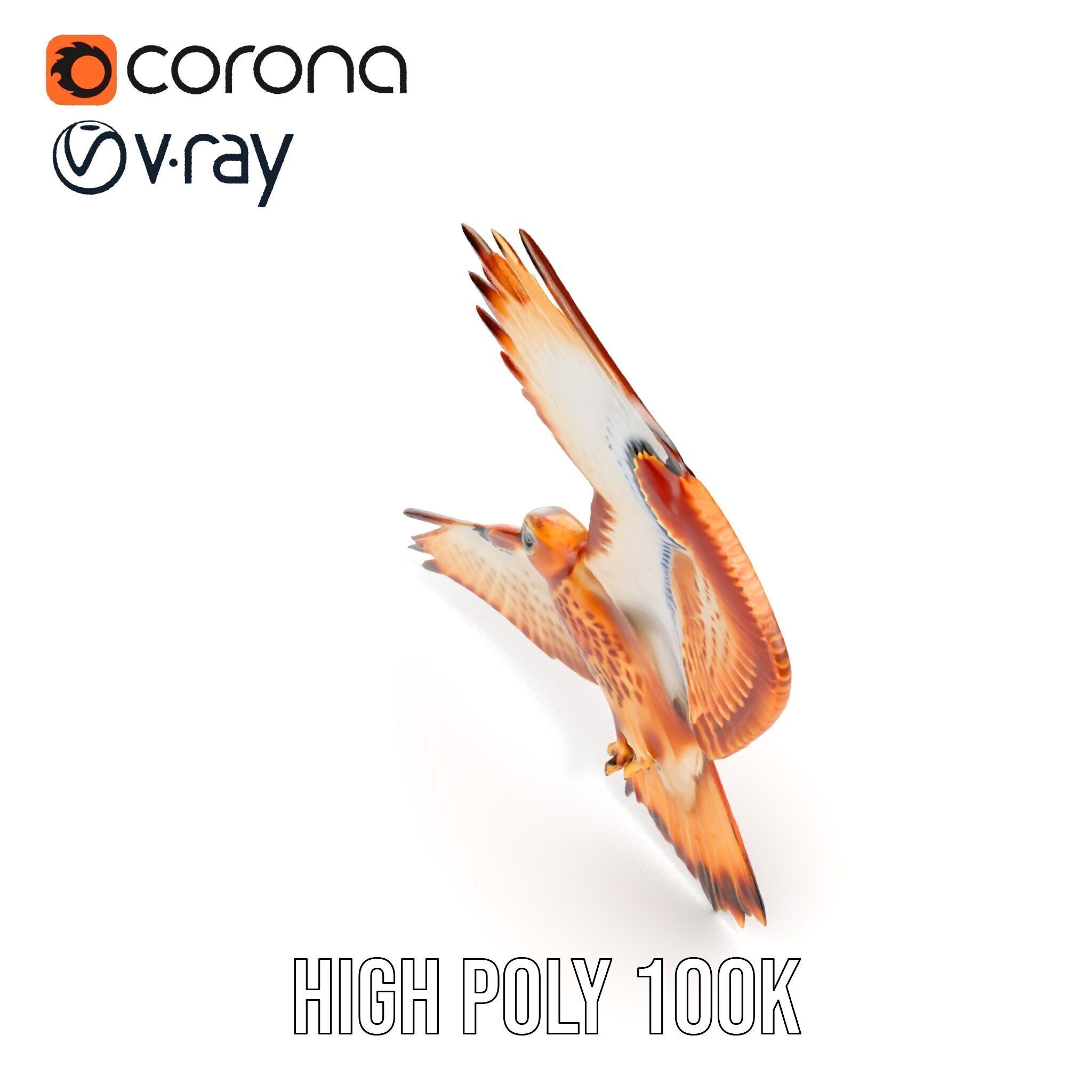 Redtailed Hawk D Model Pack Low-poly 3D model_25