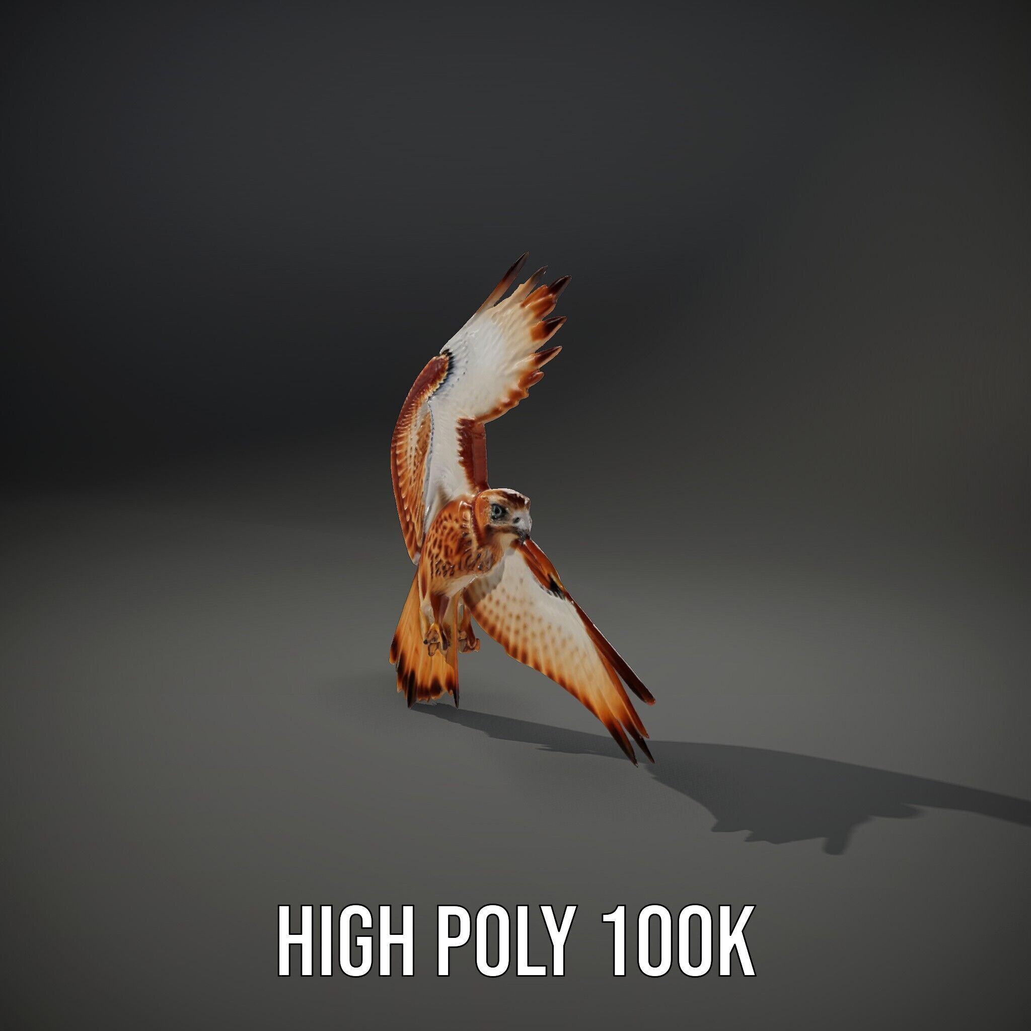 Redtailed Hawk D Model Pack Low-poly 3D model_9