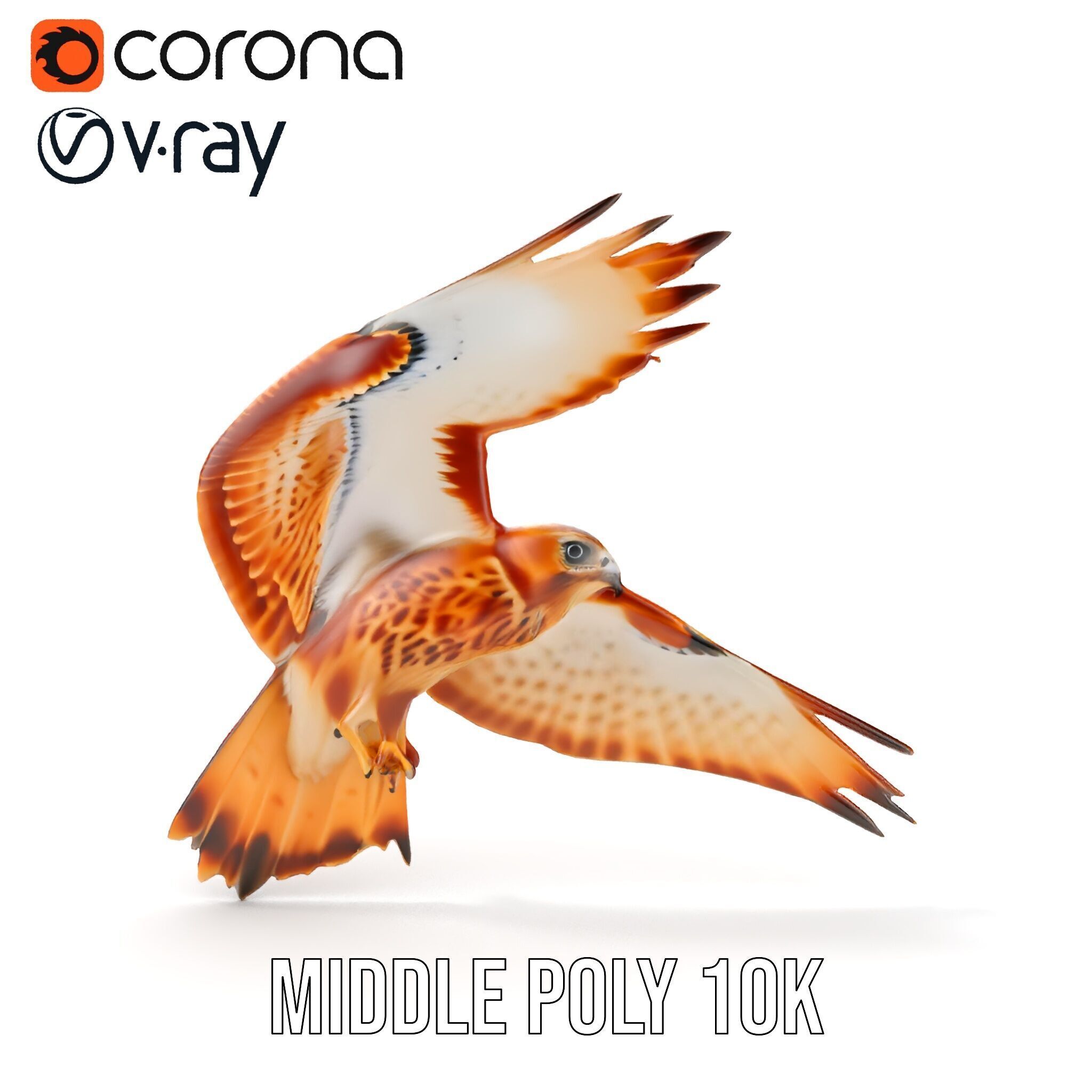 Redtailed Hawk D Model Pack Low-poly 3D model_20