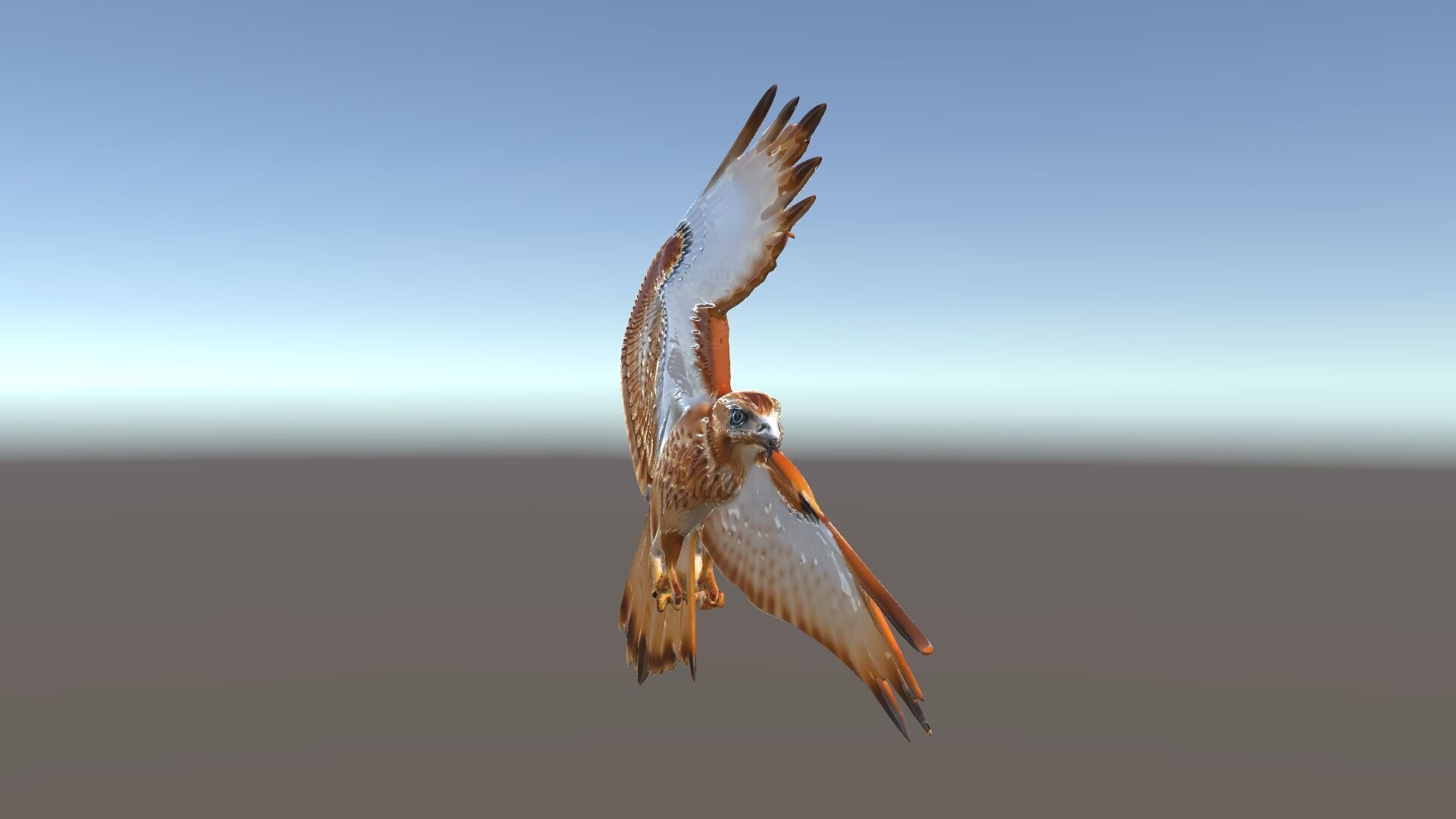 Redtailed Hawk D Model Pack Low-poly 3D model_35