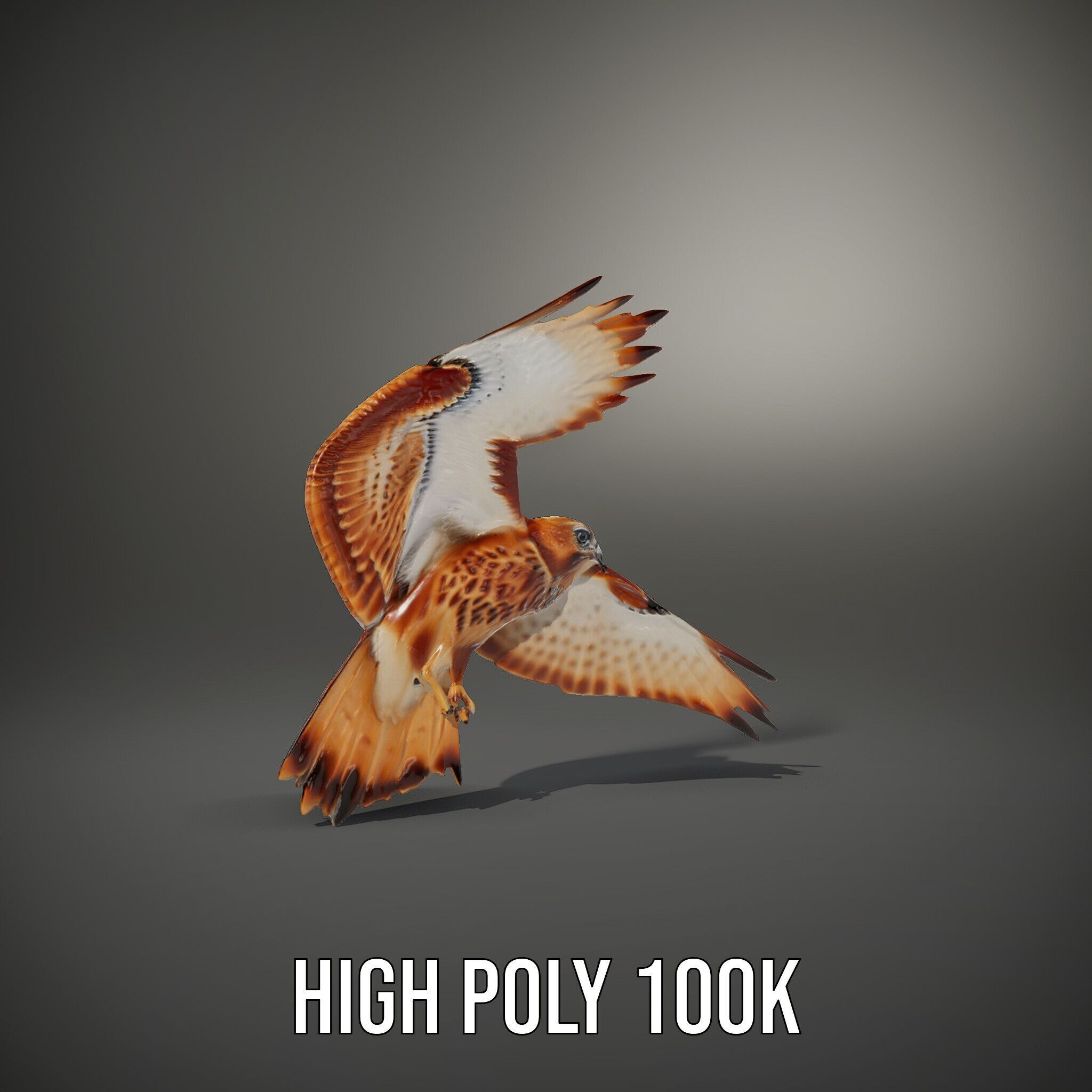 Redtailed Hawk D Model Pack Low-poly 3D model_12