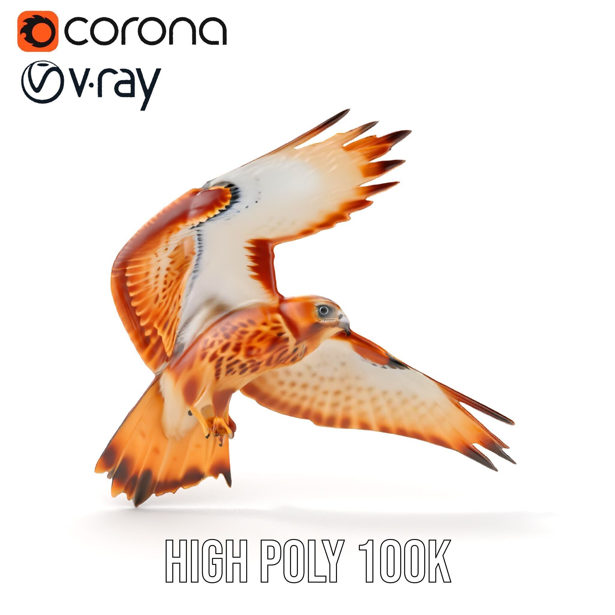 Redtailed Hawk D Model Pack Low-poly 3D model_28