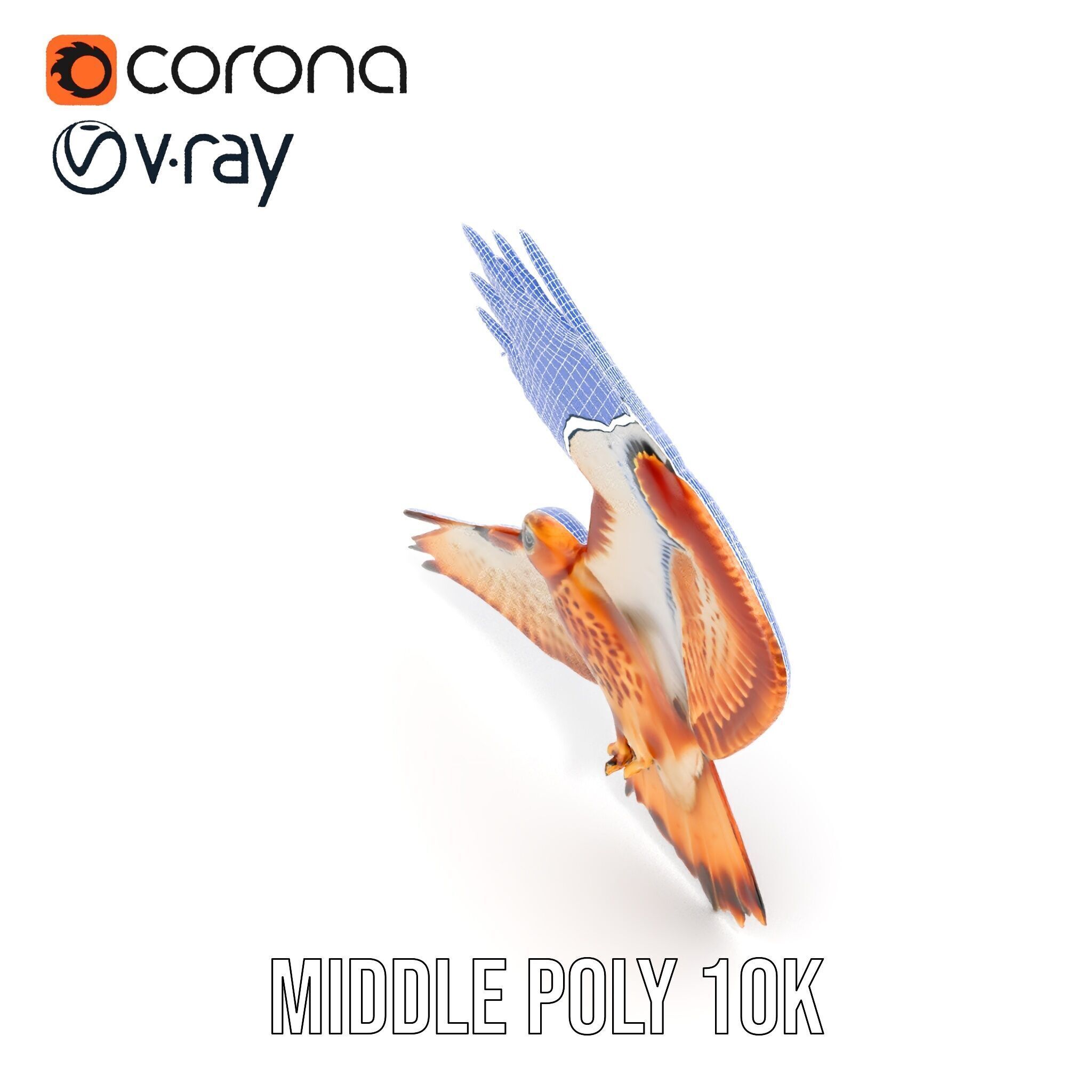 Redtailed Hawk D Model Pack Low-poly 3D model_26