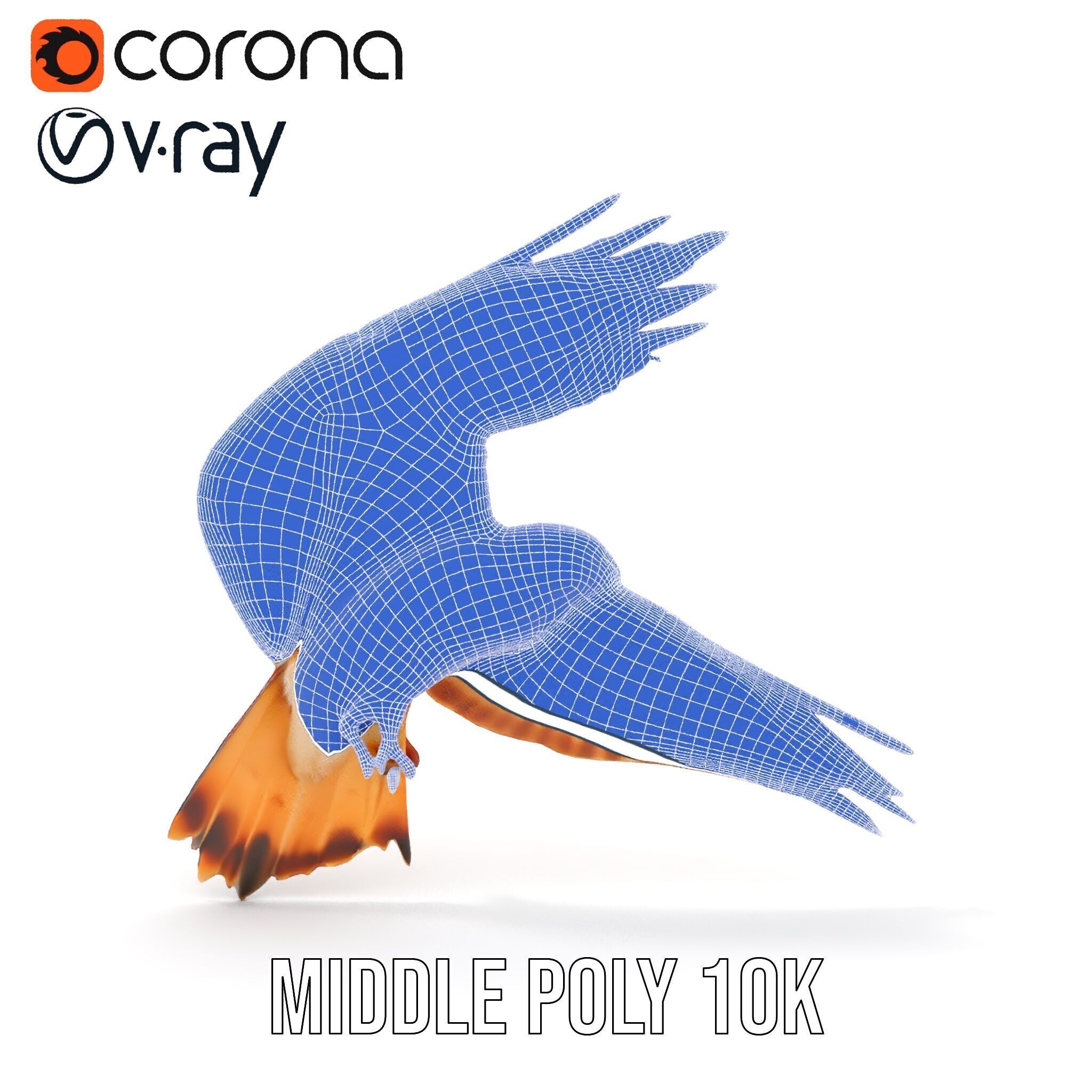 Redtailed Hawk D Model Pack Low-poly 3D model_16