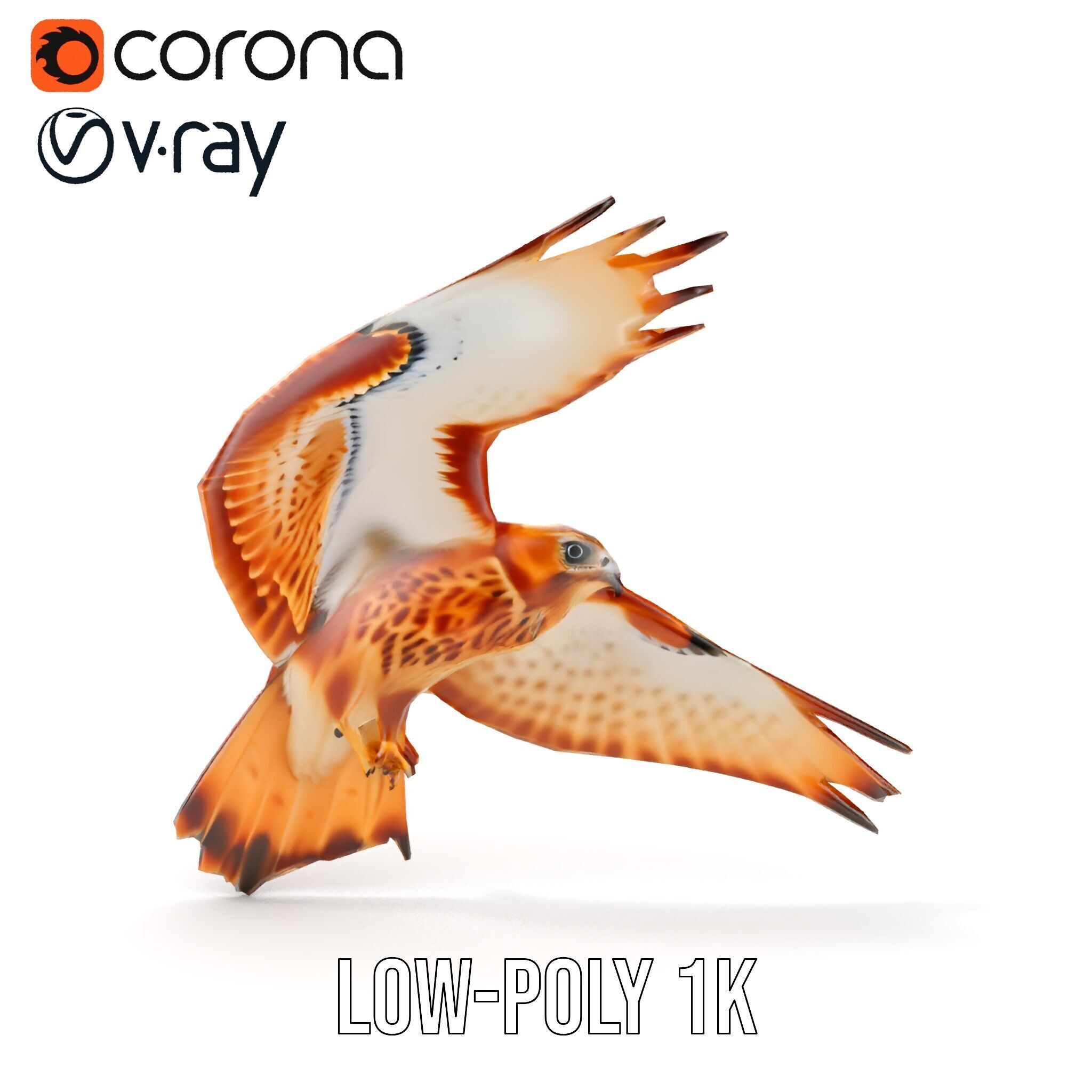 Redtailed Hawk D Model Pack Low-poly 3D model_17