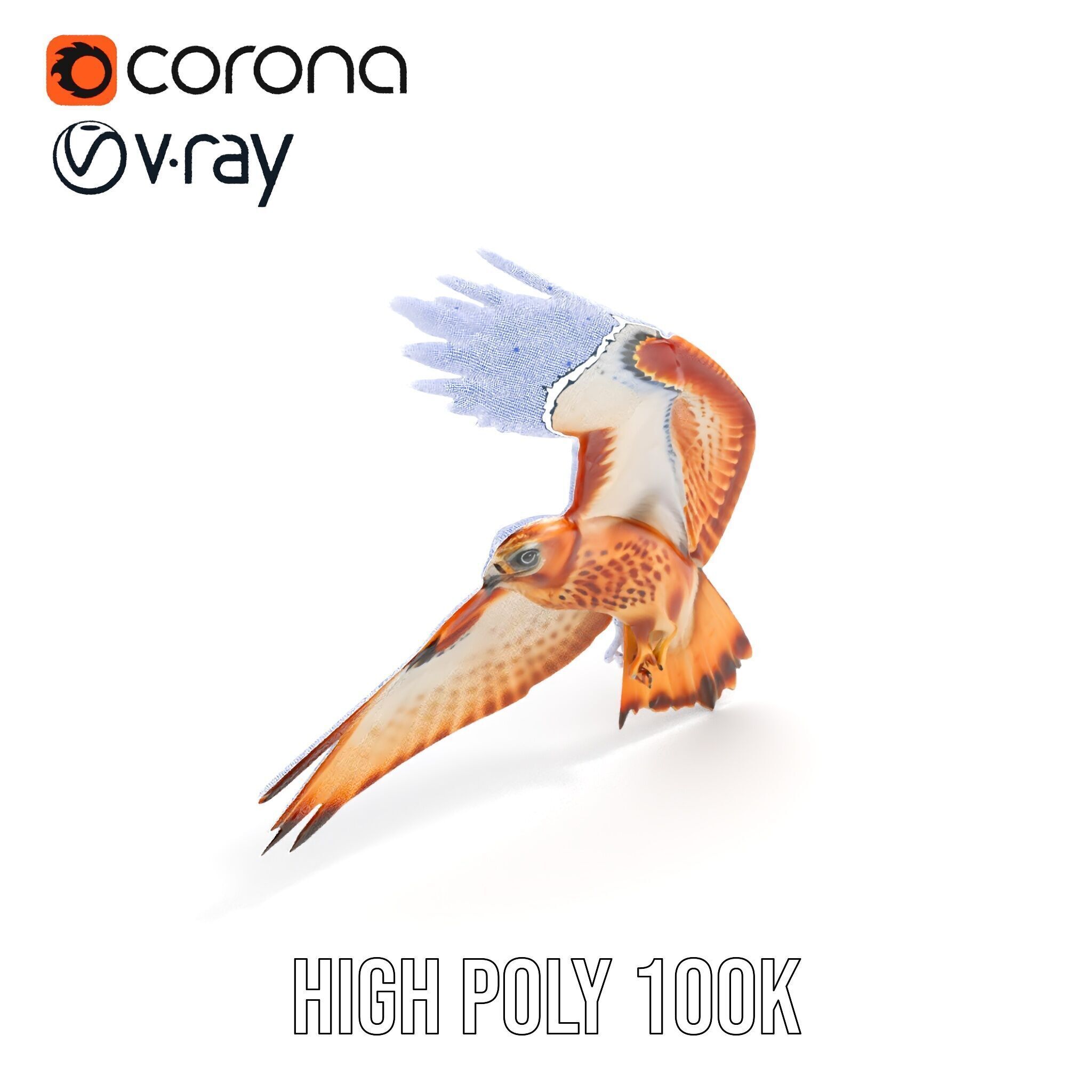 Redtailed Hawk D Model Pack Low-poly 3D model_37