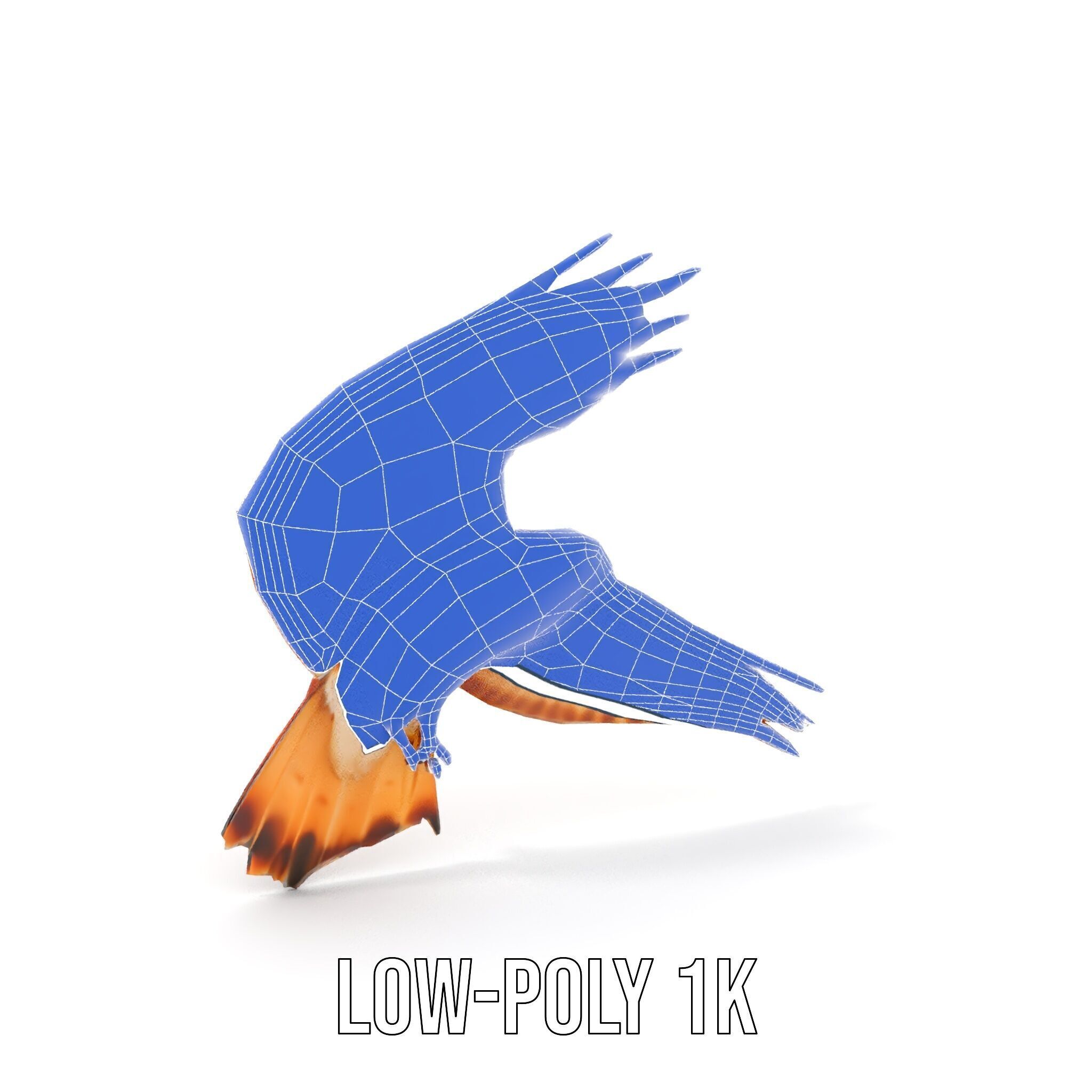 Redtailed Hawk D Model Pack Low-poly 3D model_33