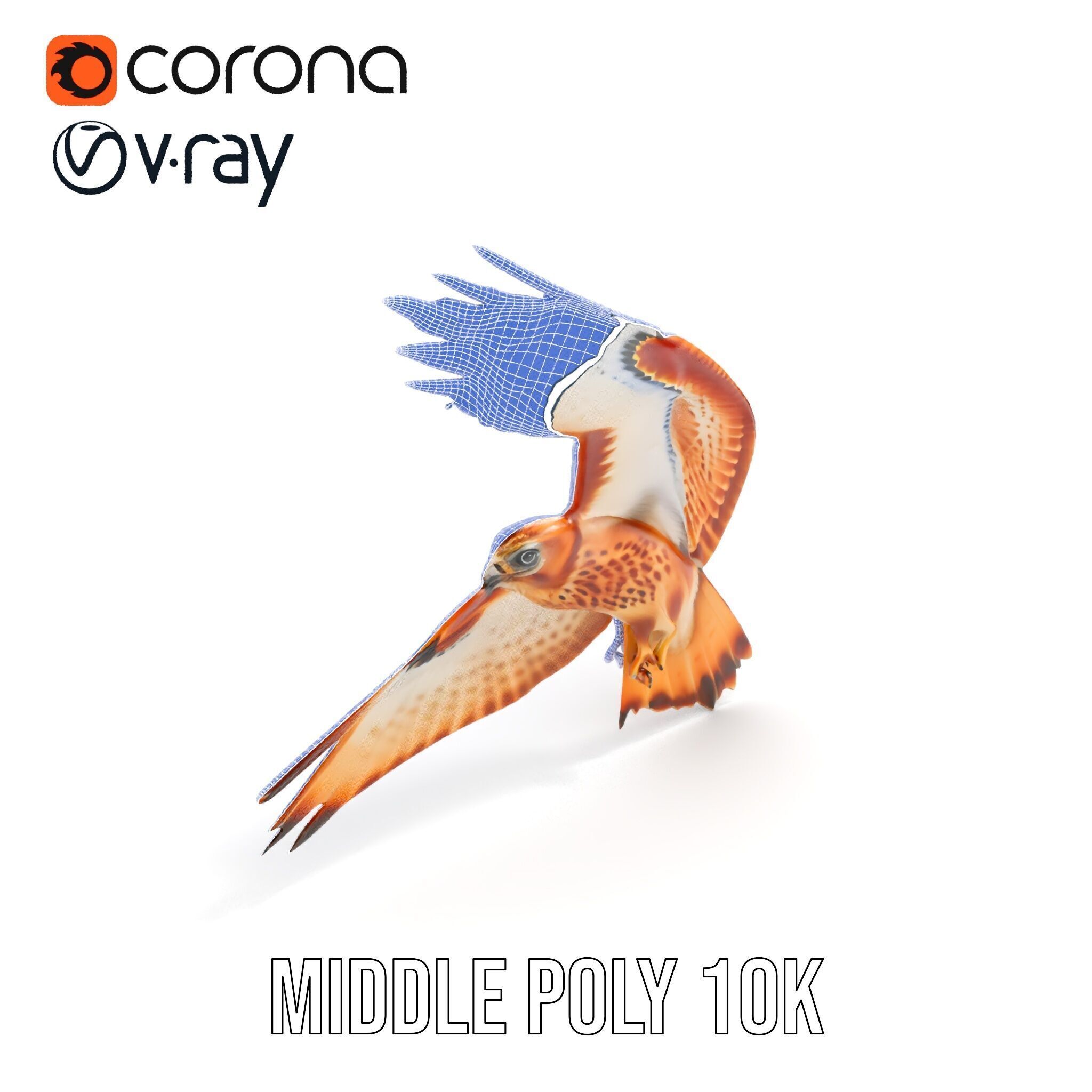 Redtailed Hawk D Model Pack Low-poly 3D model_32