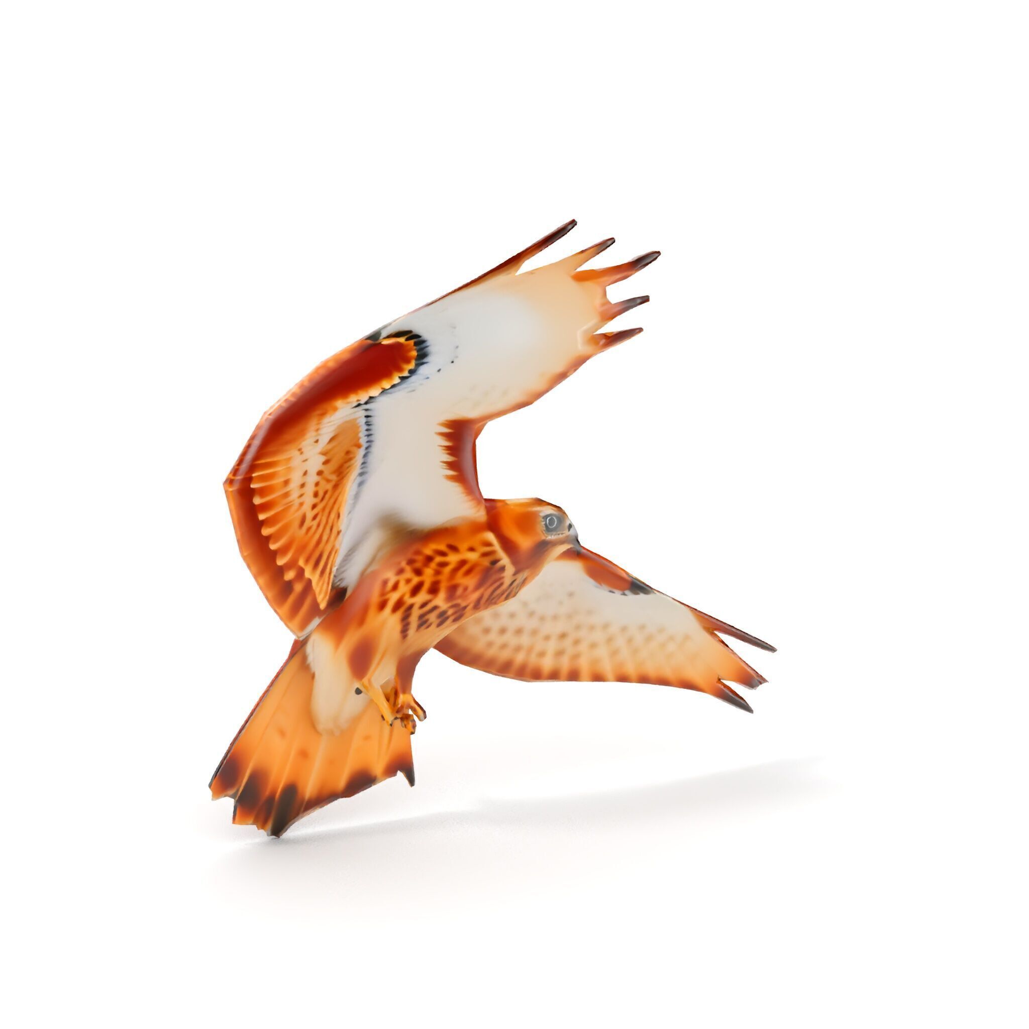 Redtailed Hawk D Model Pack Low-poly 3D model_14