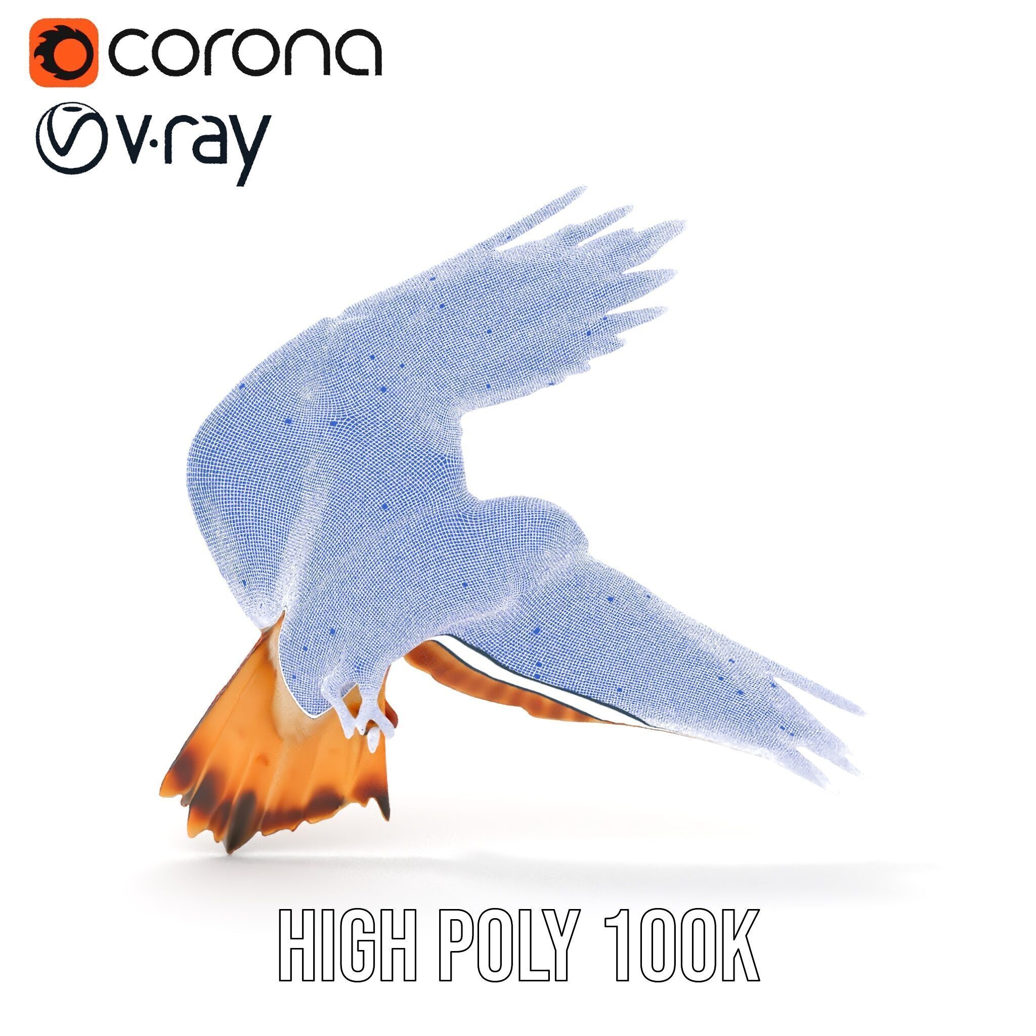 Redtailed Hawk D Model Pack Low-poly 3D model_31