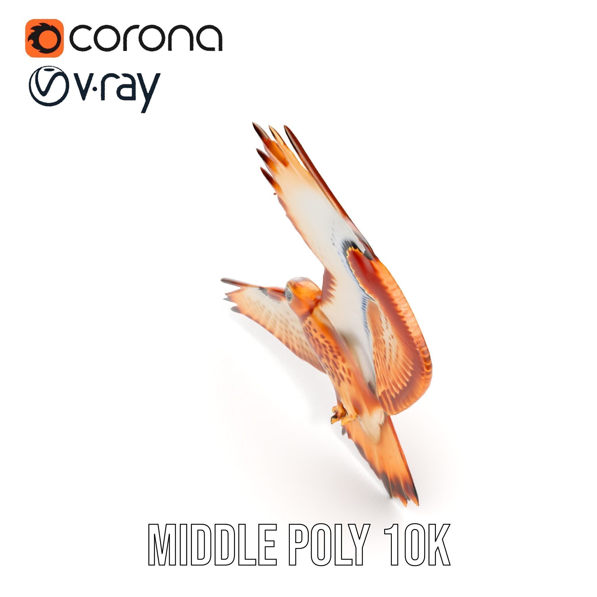 Redtailed Hawk D Model Pack Low-poly 3D model_18