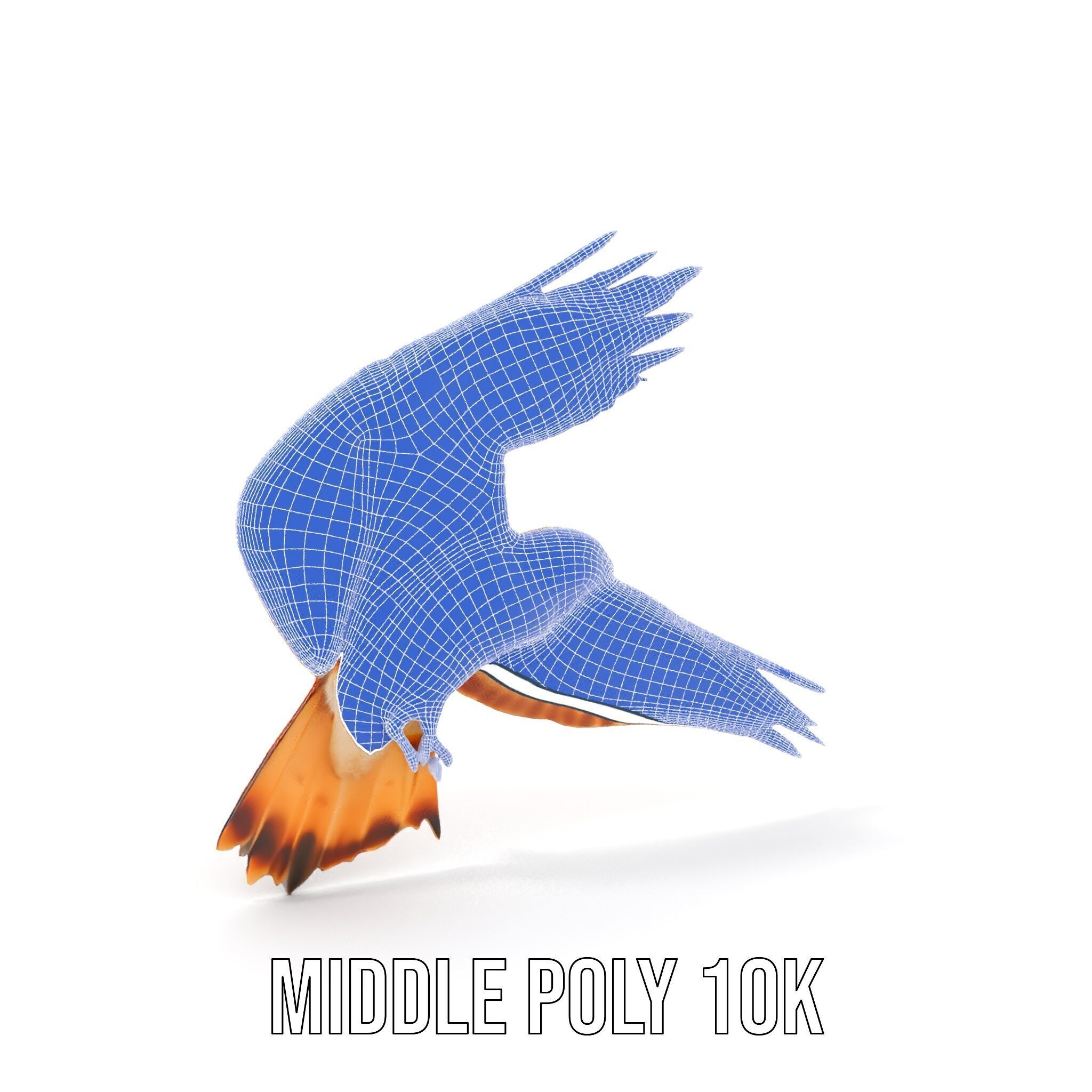 Redtailed Hawk D Model Pack Low-poly 3D model_13
