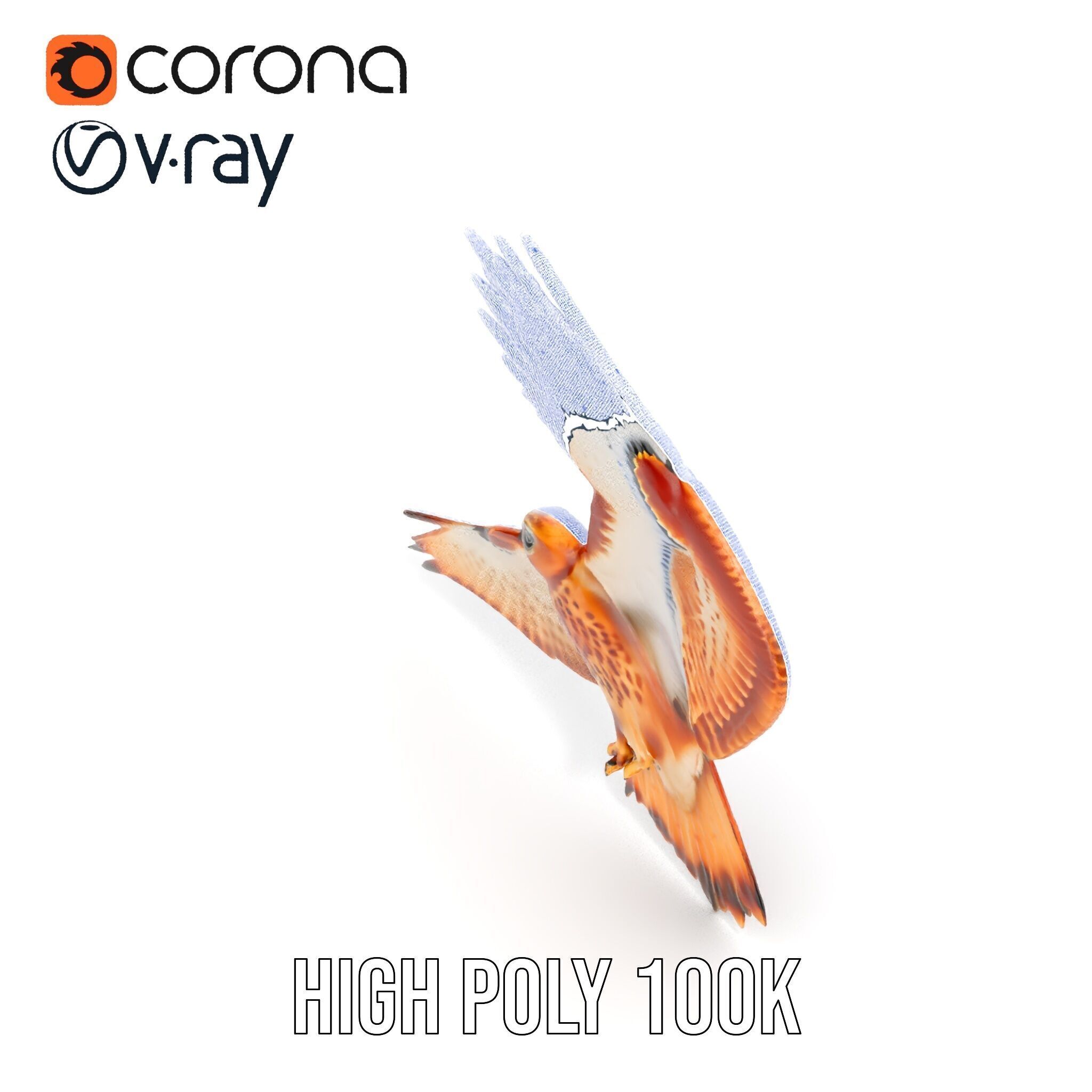 Redtailed Hawk D Model Pack Low-poly 3D model_39