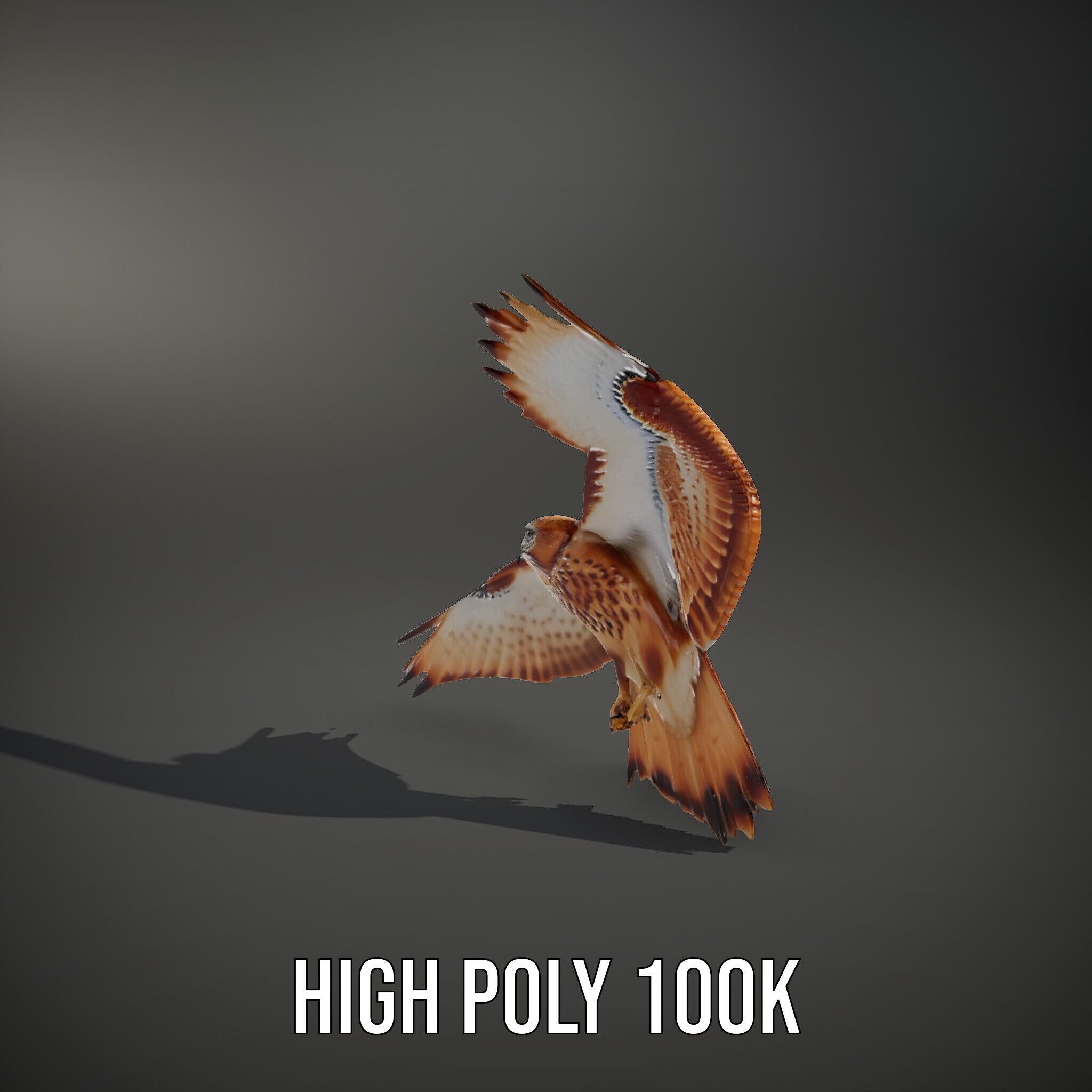 Redtailed Hawk D Model Pack Low-poly 3D model_15