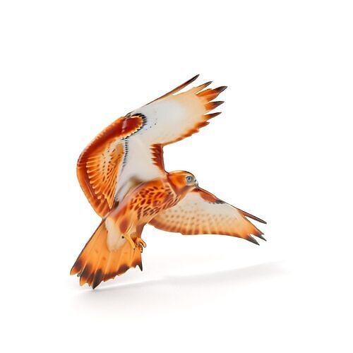 Redtailed Hawk D Model Pack Low-poly 3D model