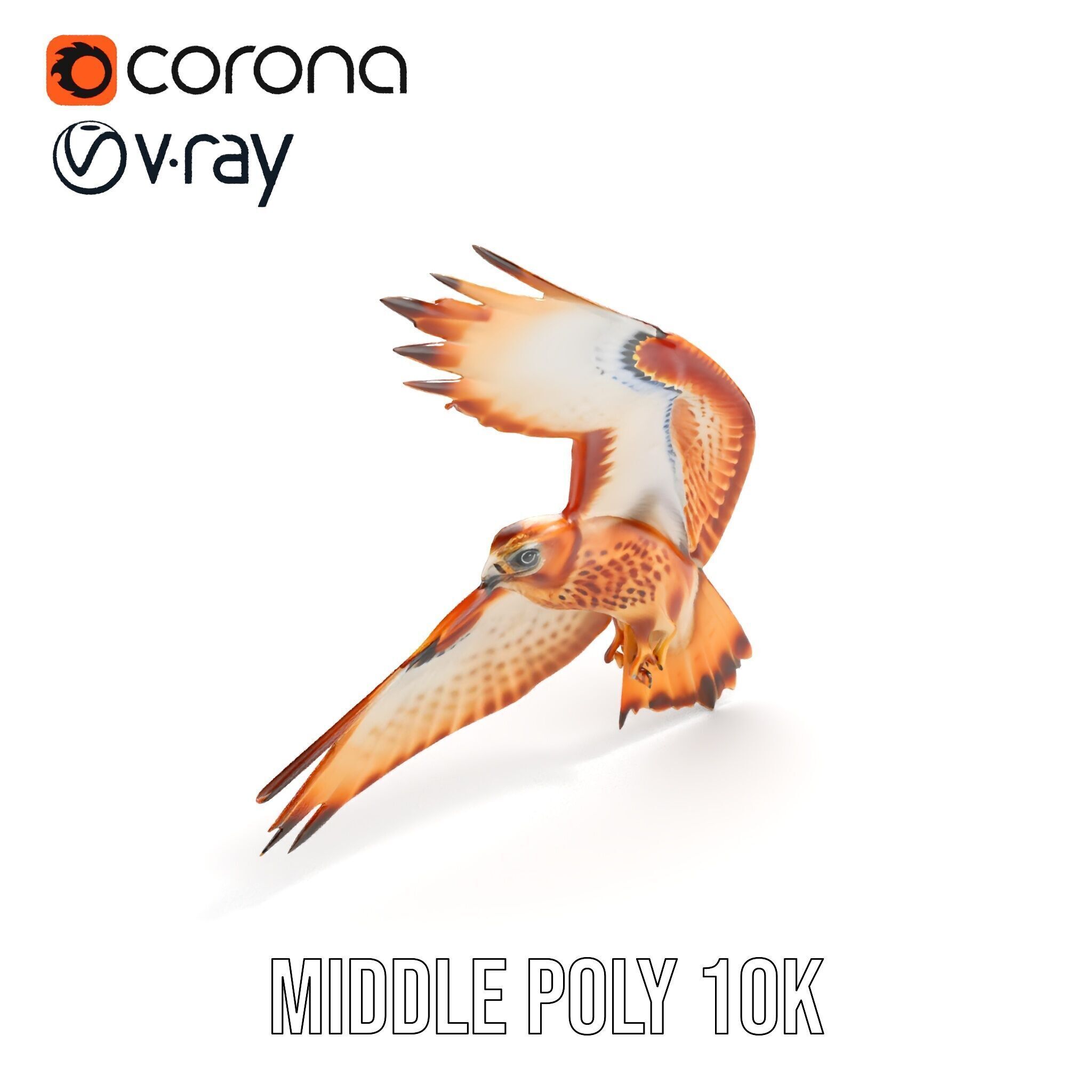 Redtailed Hawk D Model Pack Low-poly 3D model_10