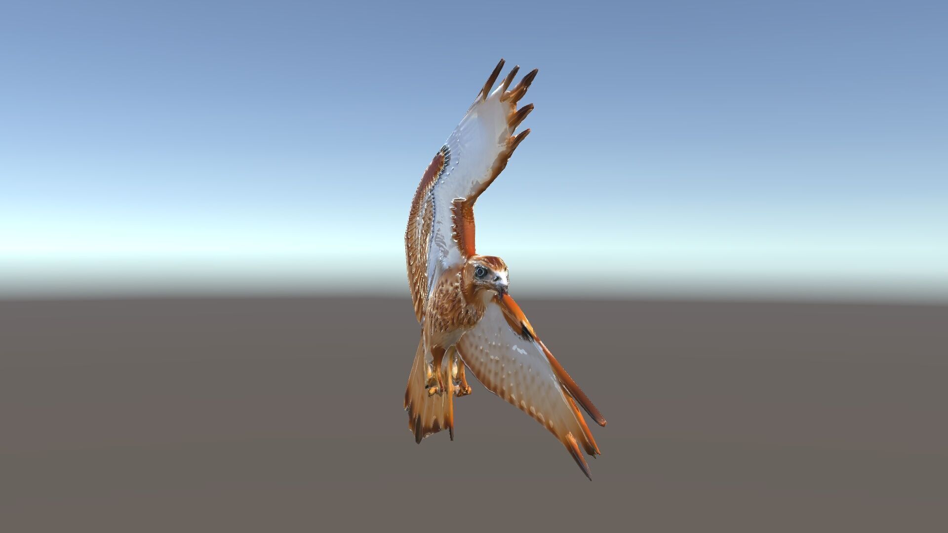 Redtailed Hawk D Model Pack Low-poly 3D model_36