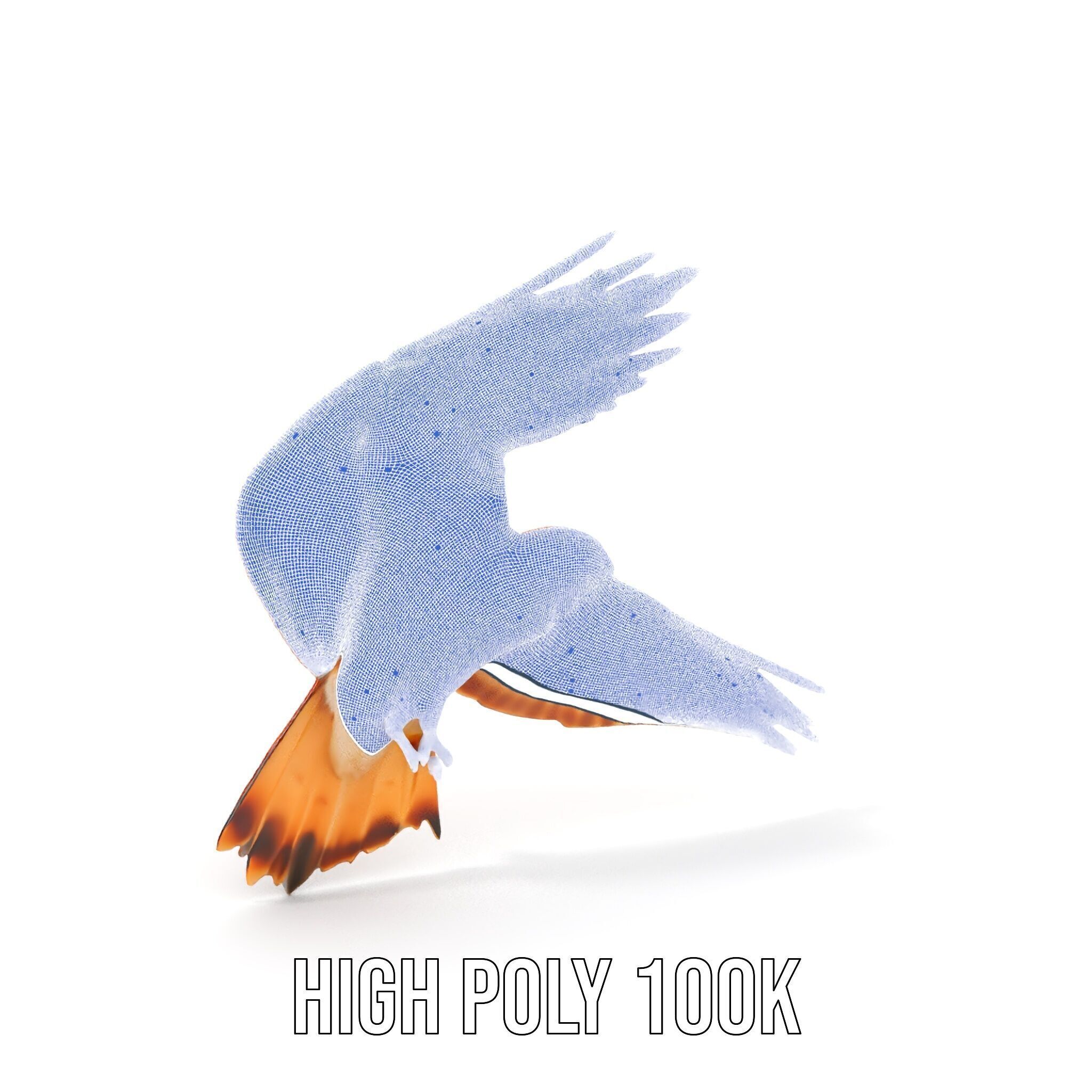 Redtailed Hawk D Model Pack Low-poly 3D model_5