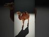 D Camel Model Pack with Detailed Fur Texture Low-poly 3D model_2