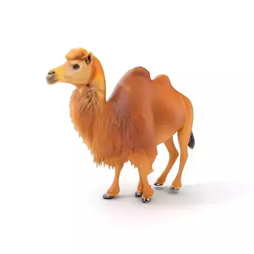 Bactrian Camel Model Pack with Detailed Fur Low-poly 3D model