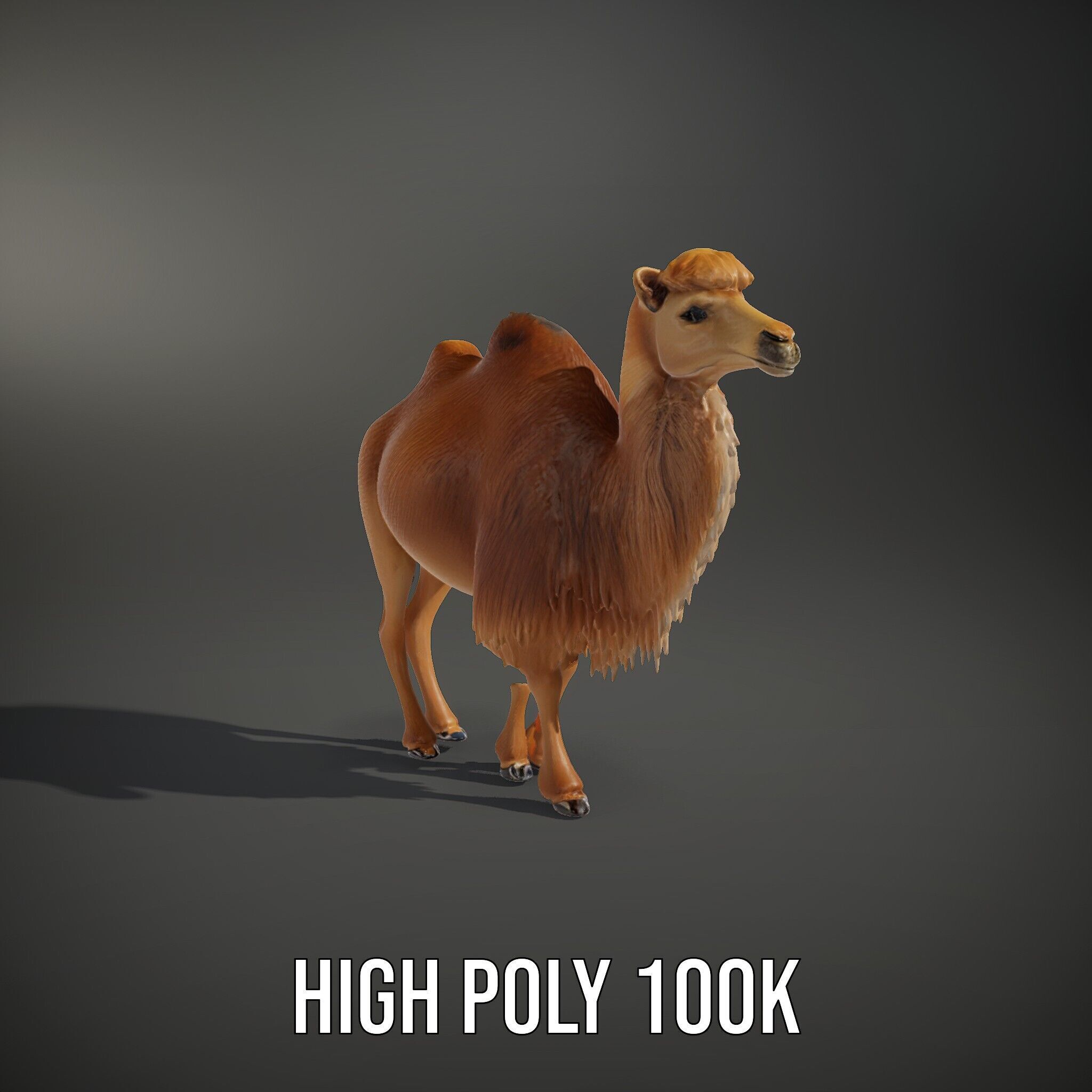 Bactrian Camel Model Pack with Detailed Fur Low-poly 3D model_15