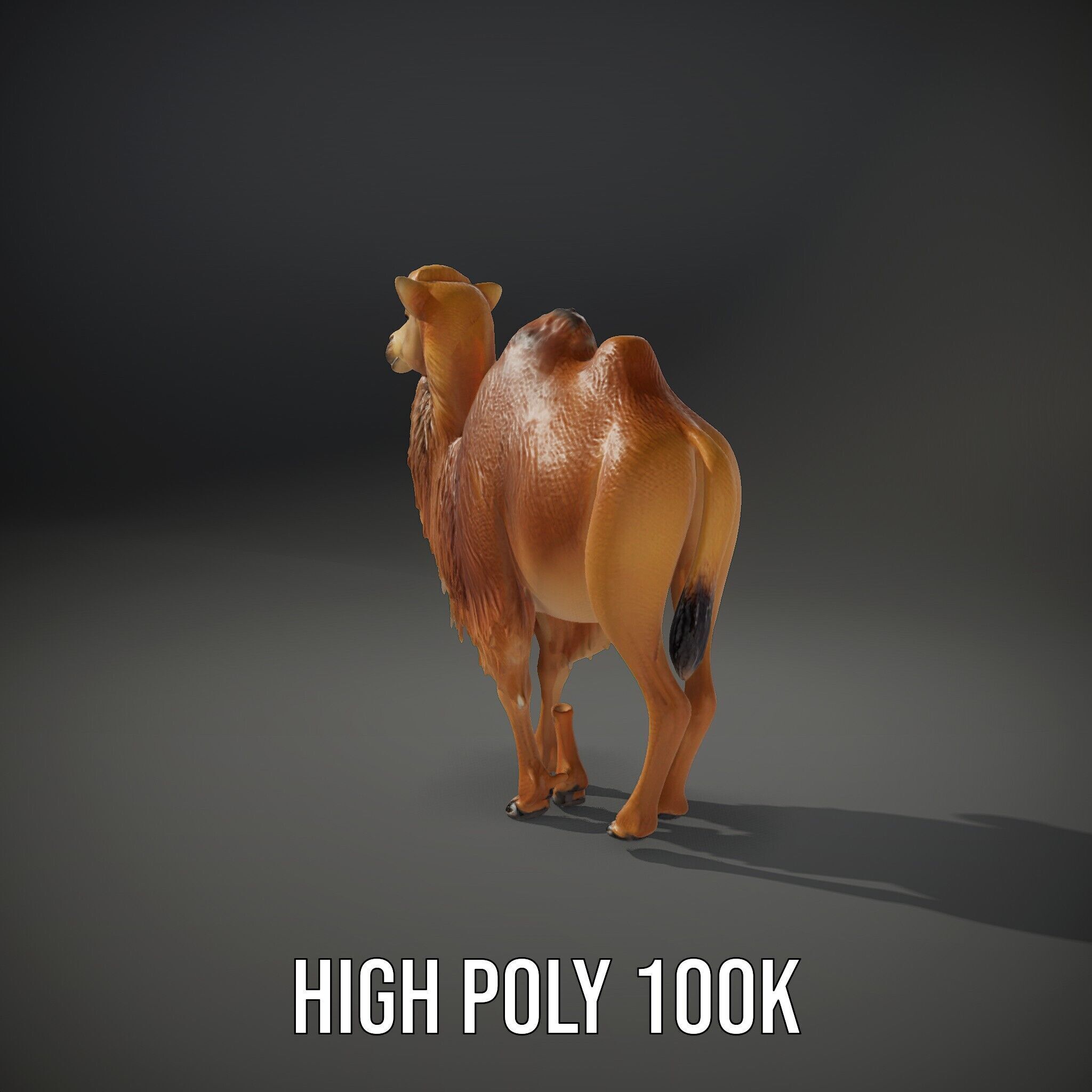 Bactrian Camel Model Pack with Detailed Fur Low-poly 3D model_9