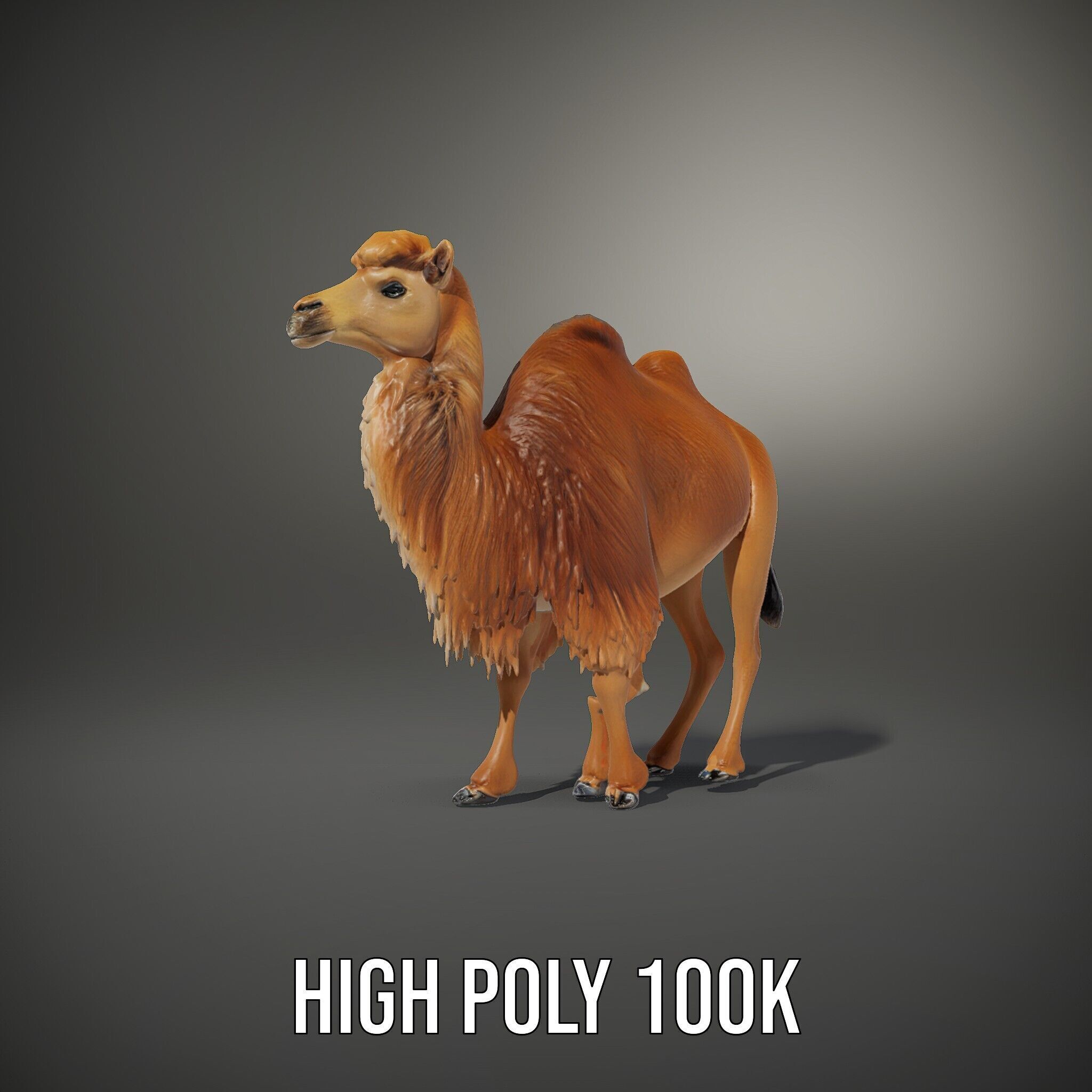 Bactrian Camel Model Pack with Detailed Fur Low-poly 3D model_12