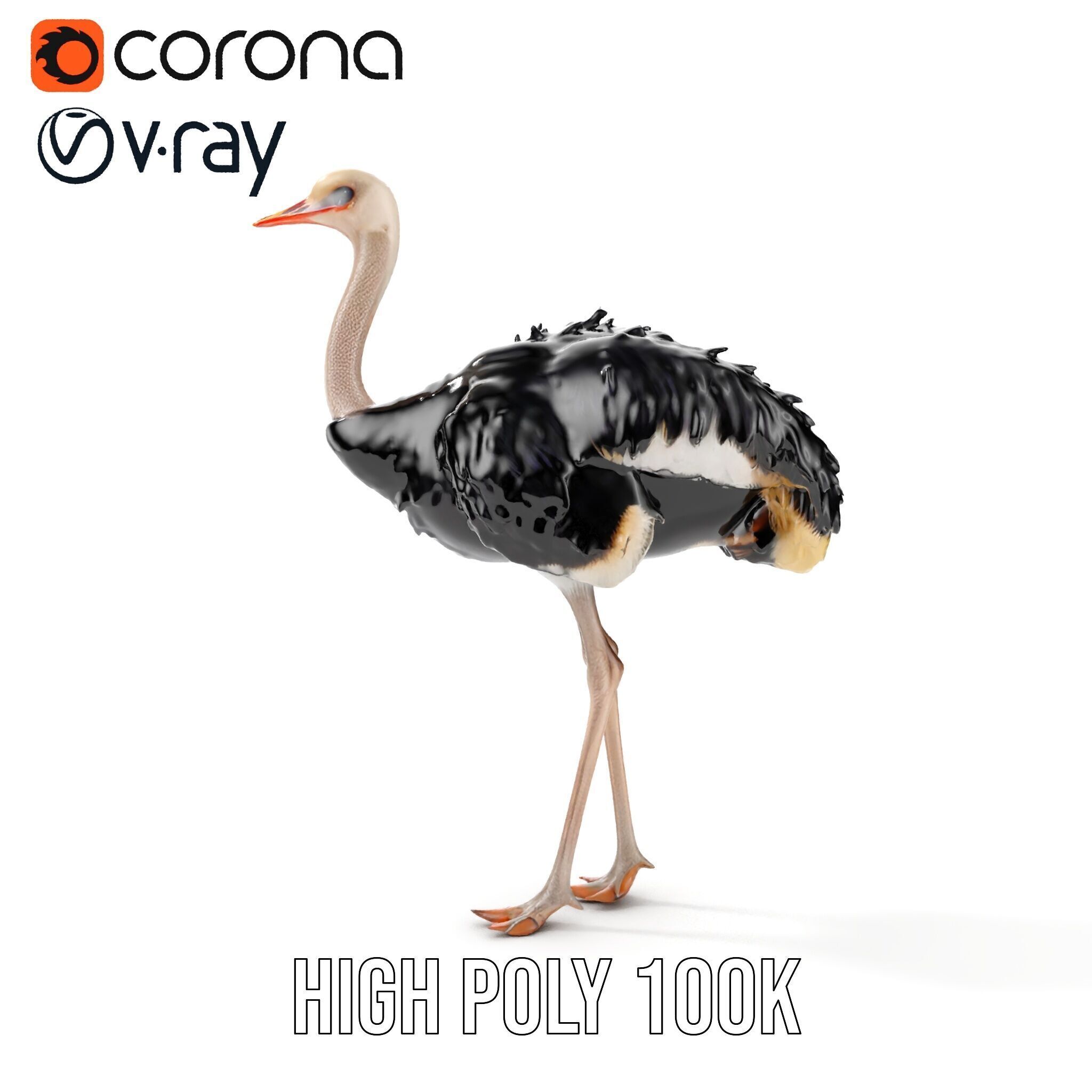Ostrich Model Pack with Detailed Feather Texture Low-poly 3D model_35