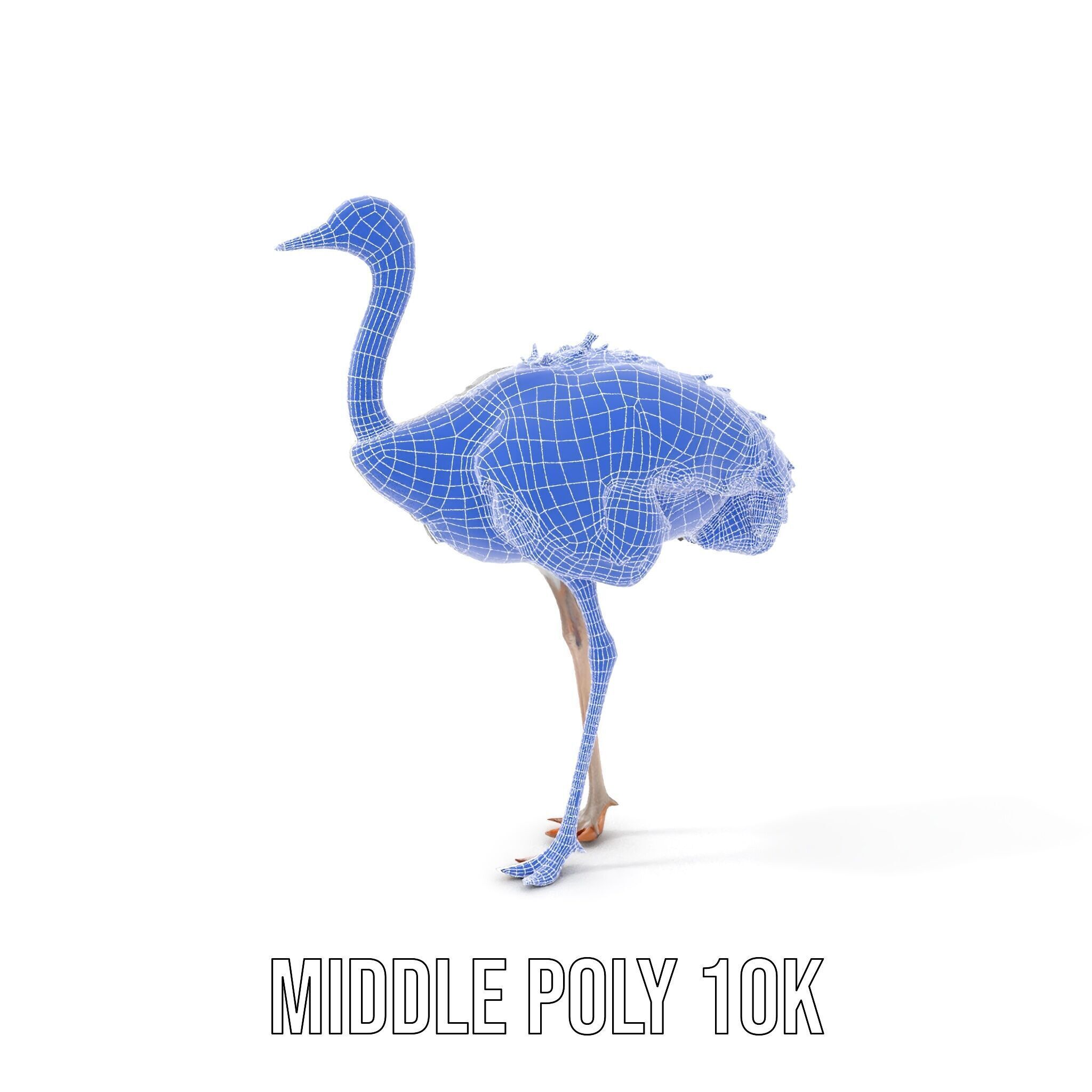 Ostrich Model Pack with Detailed Feather Texture Low-poly 3D model_15