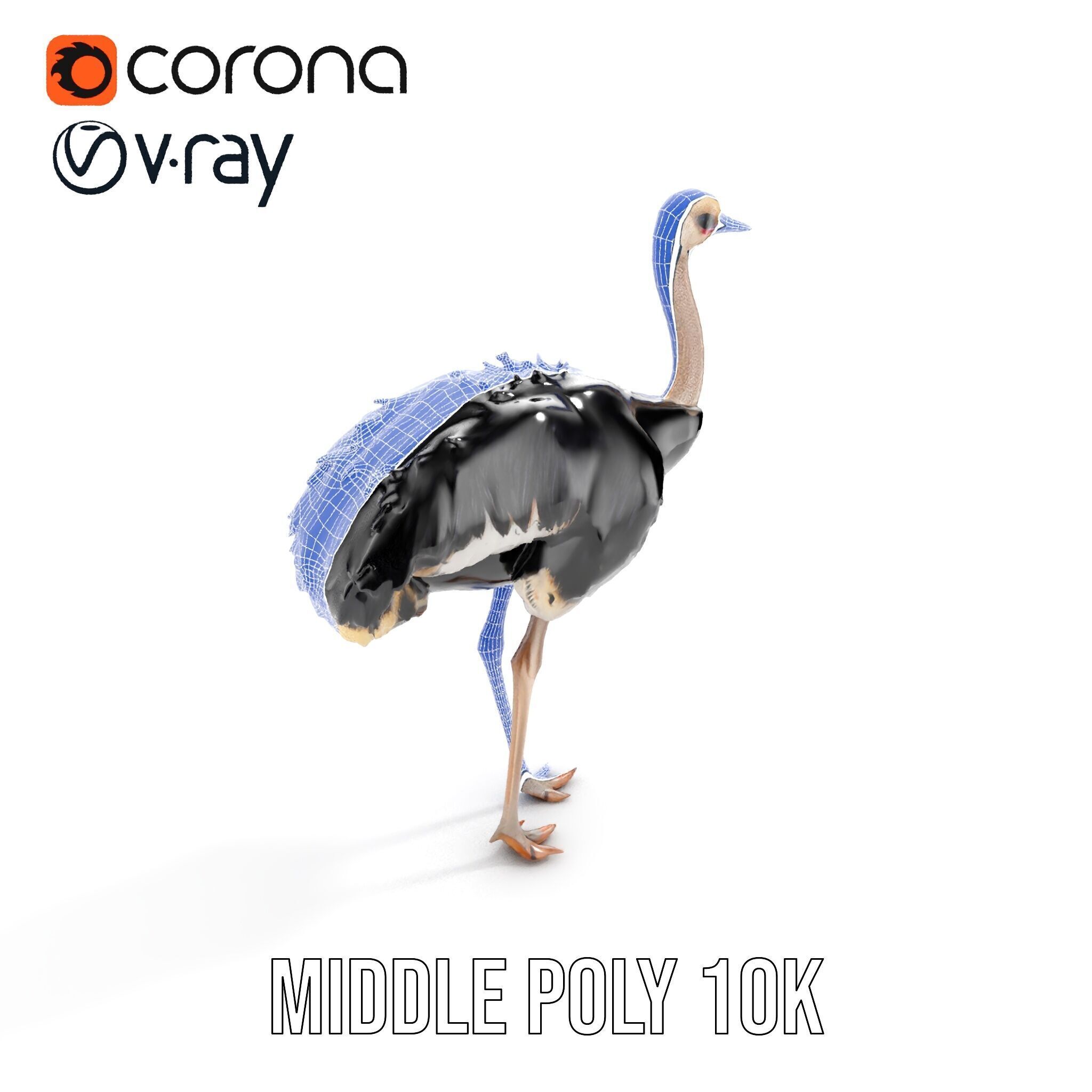 Ostrich Model Pack with Detailed Feather Texture Low-poly 3D model_20