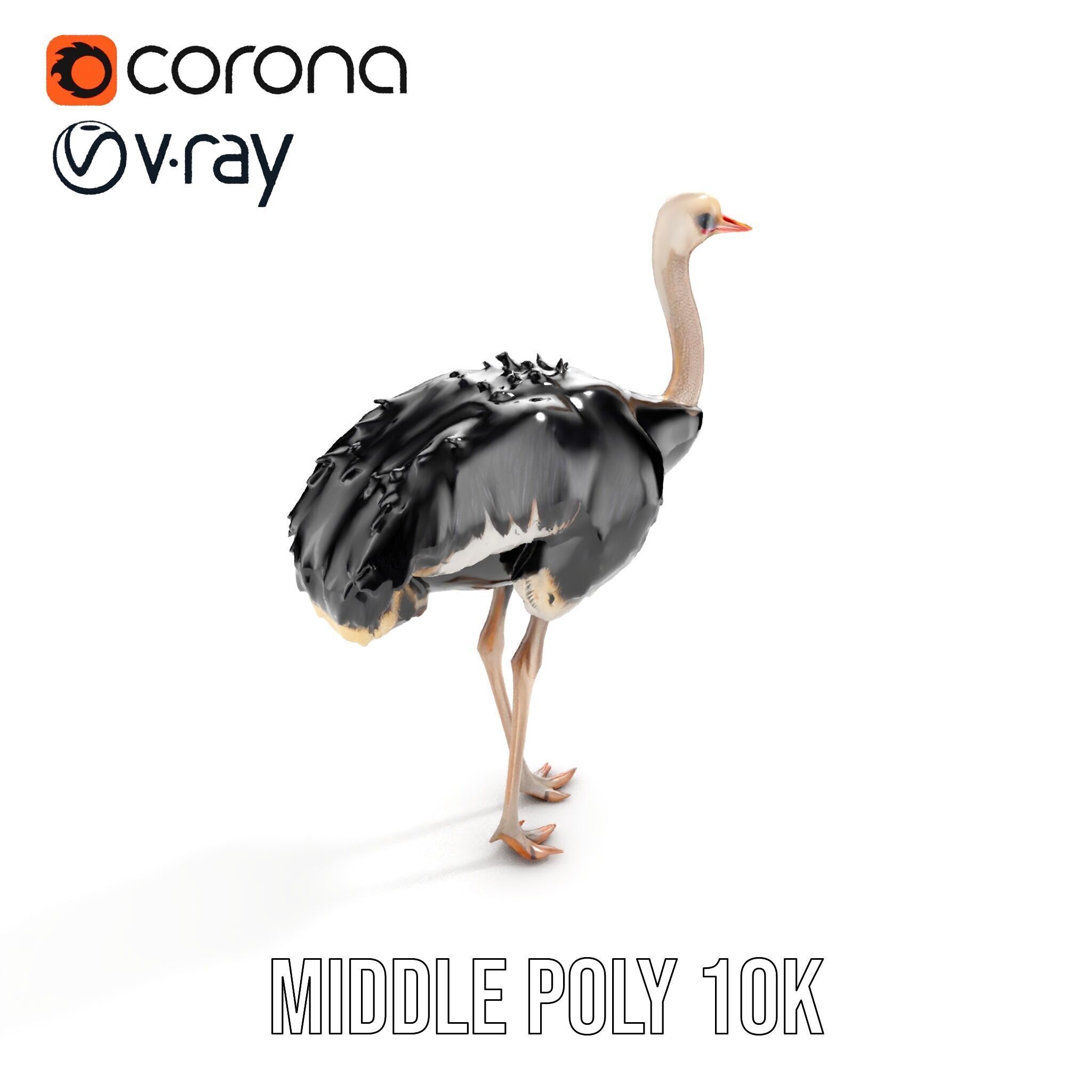 Ostrich Model Pack with Detailed Feather Texture Low-poly 3D model_9