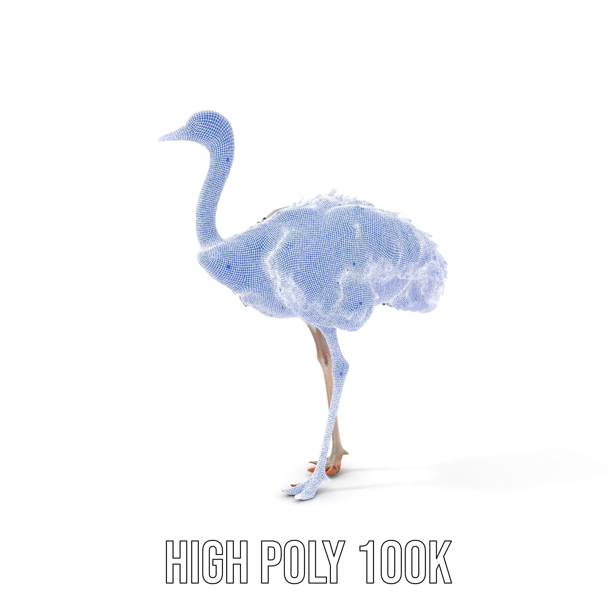 Ostrich Model Pack with Detailed Feather Texture Low-poly 3D model_4