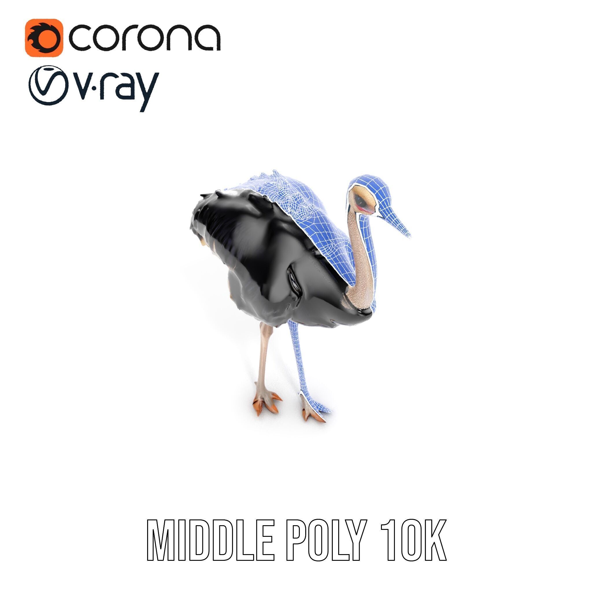 Ostrich Model Pack with Detailed Feather Texture Low-poly 3D model_12