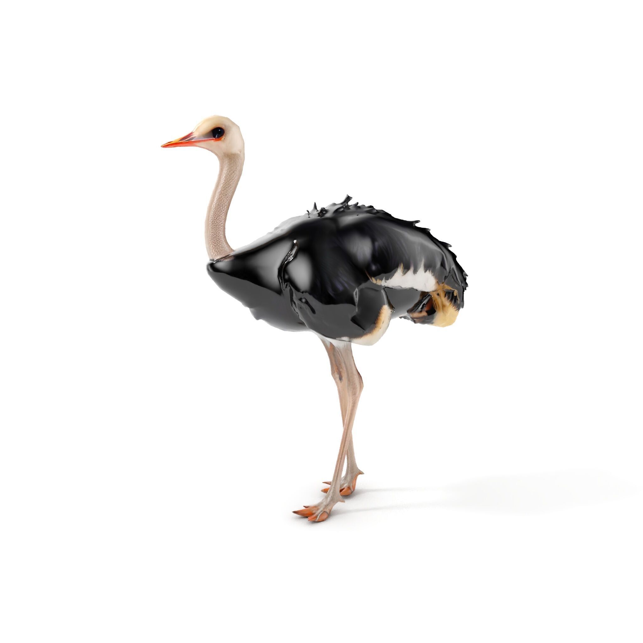 Ostrich Model Pack with Detailed Feather Texture Low-poly 3D model_6
