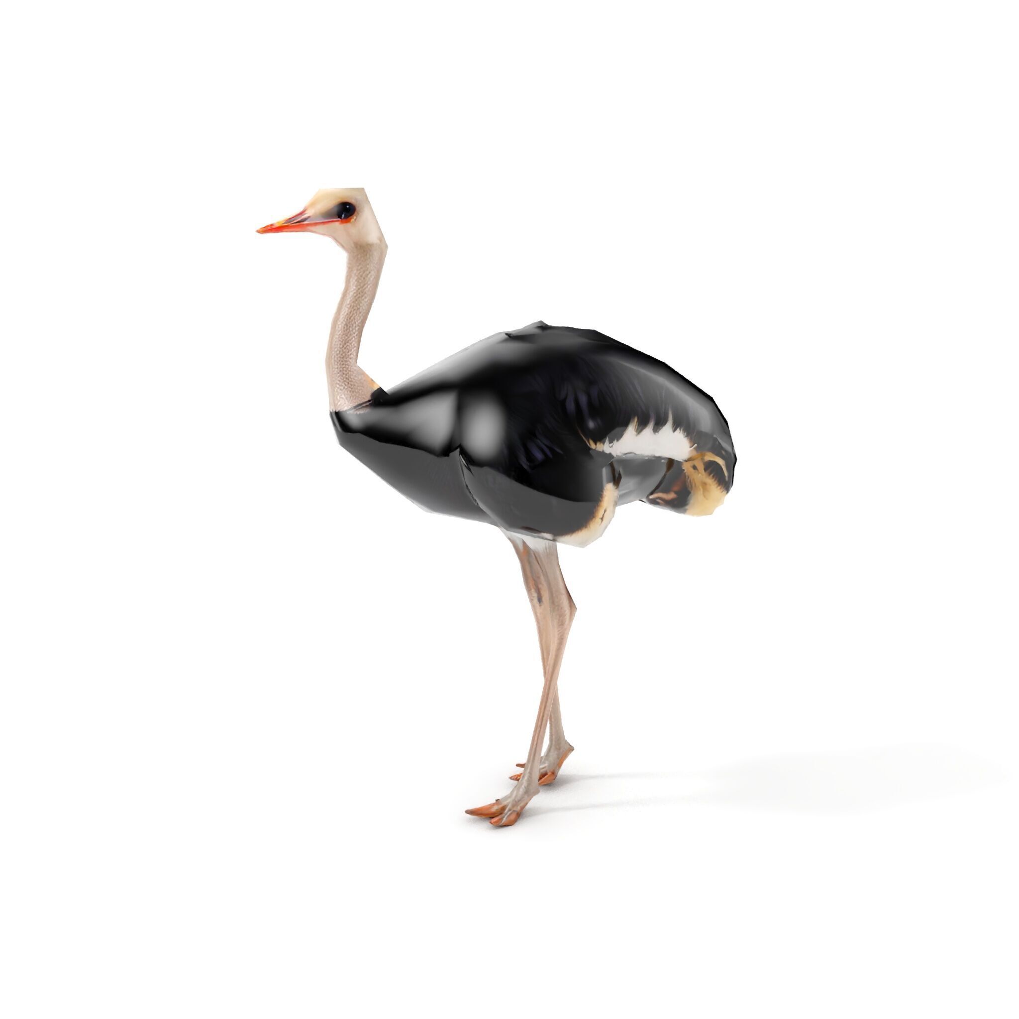Ostrich Model Pack with Detailed Feather Texture Low-poly 3D model_13