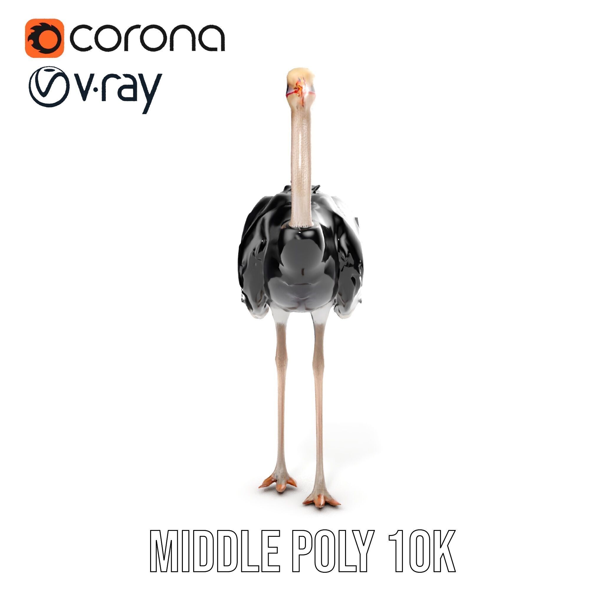 Ostrich Model Pack with Detailed Feather Texture Low-poly 3D model_17