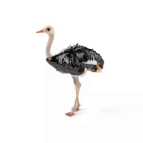 Ostrich Model Pack with Detailed Feather Texture Low-poly 3D model
