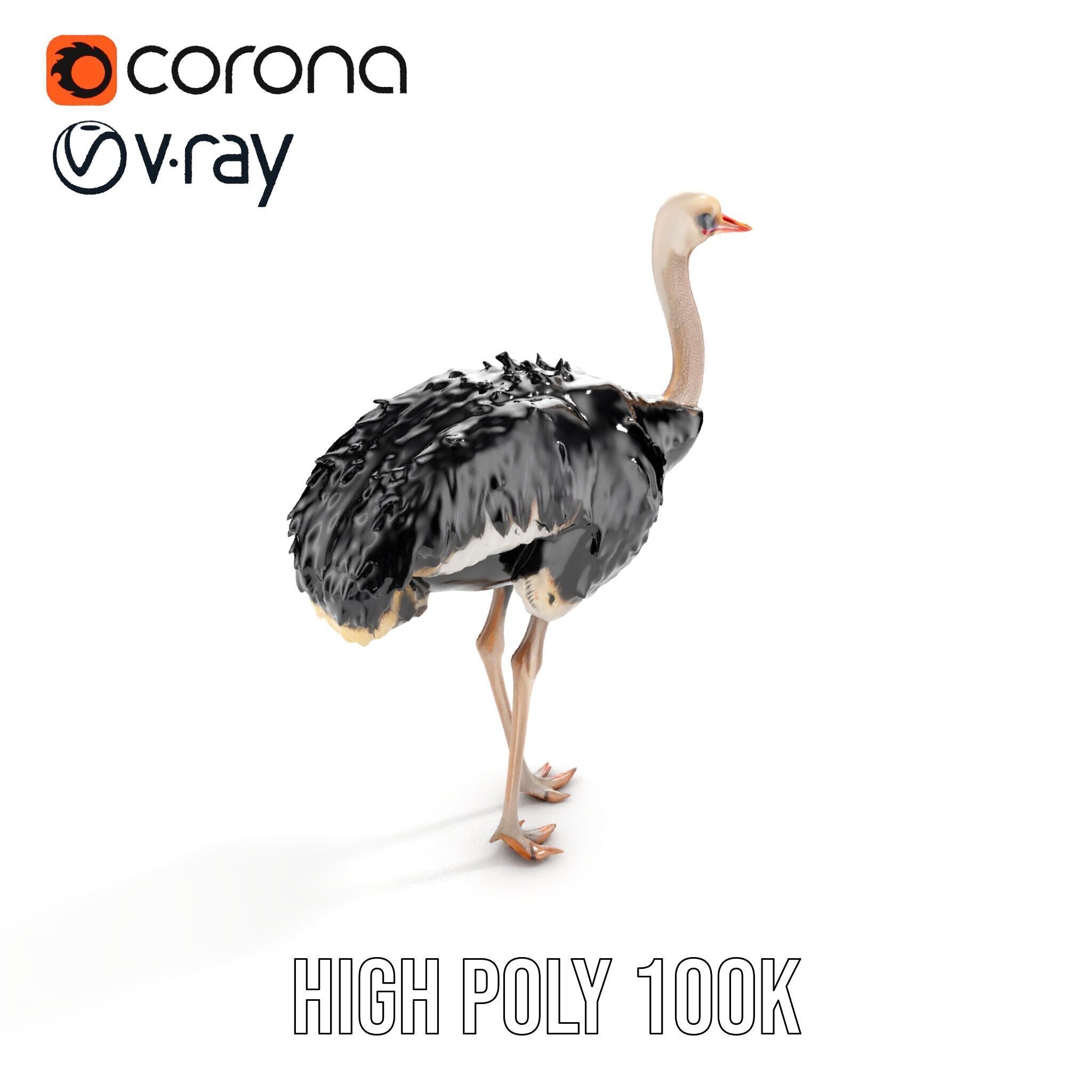 Ostrich Model Pack with Detailed Feather Texture Low-poly 3D model_19