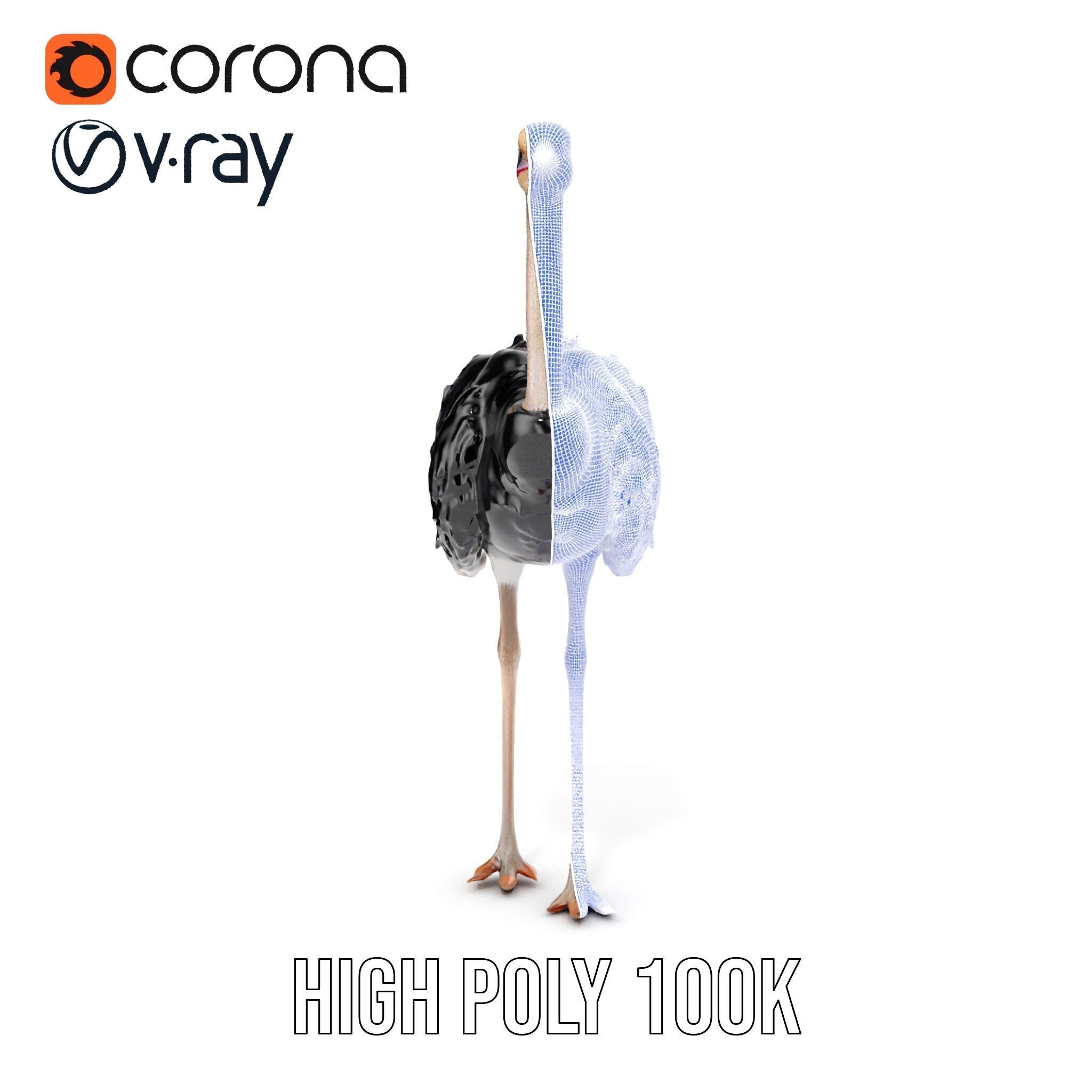 Ostrich Model Pack with Detailed Feather Texture Low-poly 3D model_37