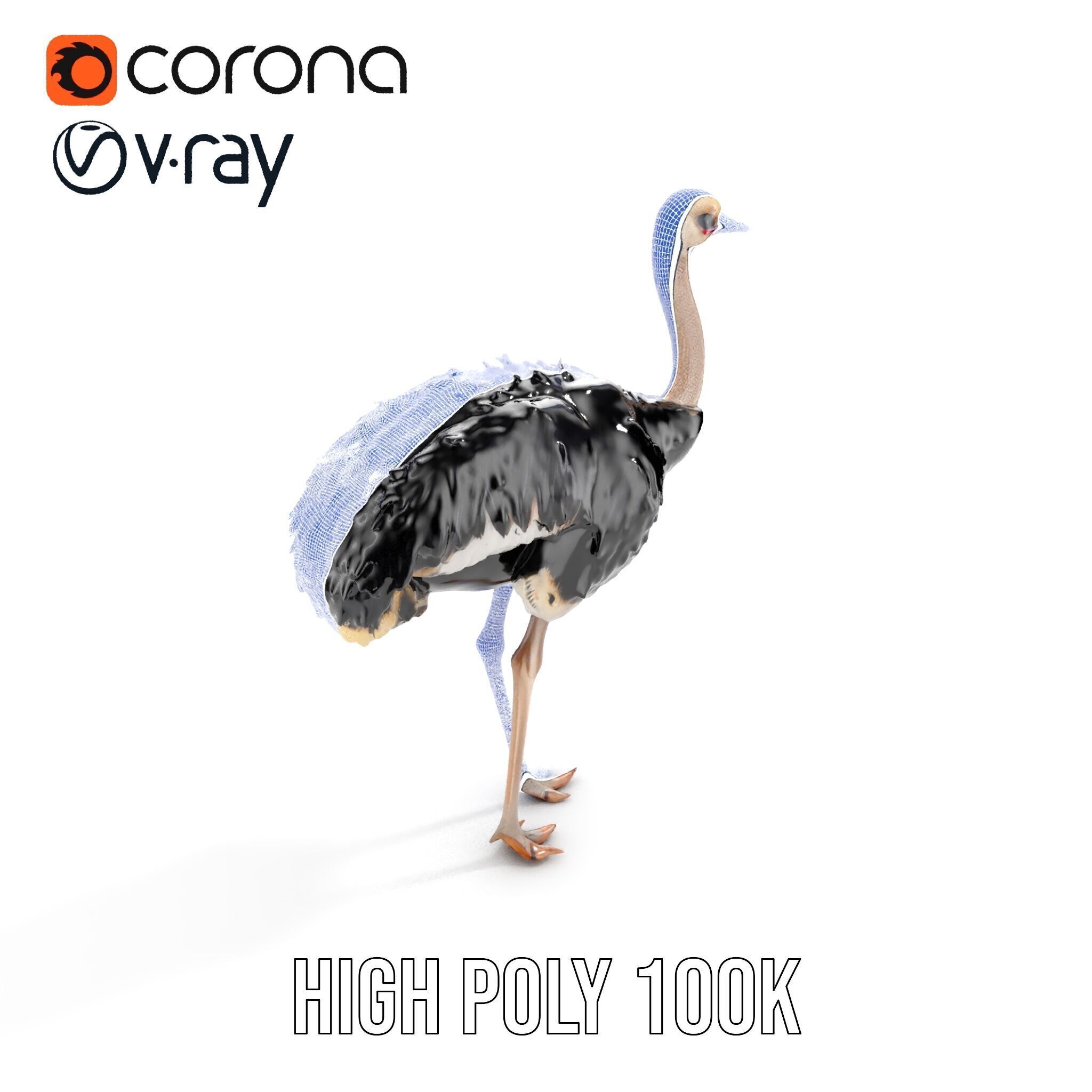 Ostrich Model Pack with Detailed Feather Texture Low-poly 3D model_24