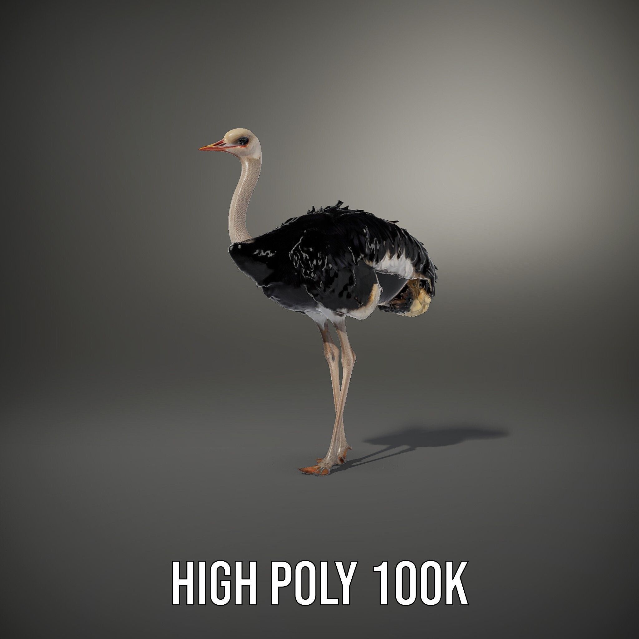 Ostrich Model Pack with Detailed Feather Texture Low-poly 3D model_8