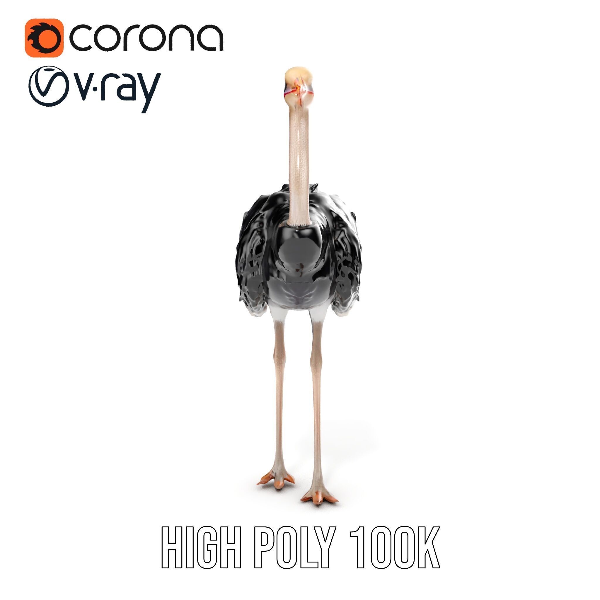 Ostrich Model Pack with Detailed Feather Texture Low-poly 3D model_27