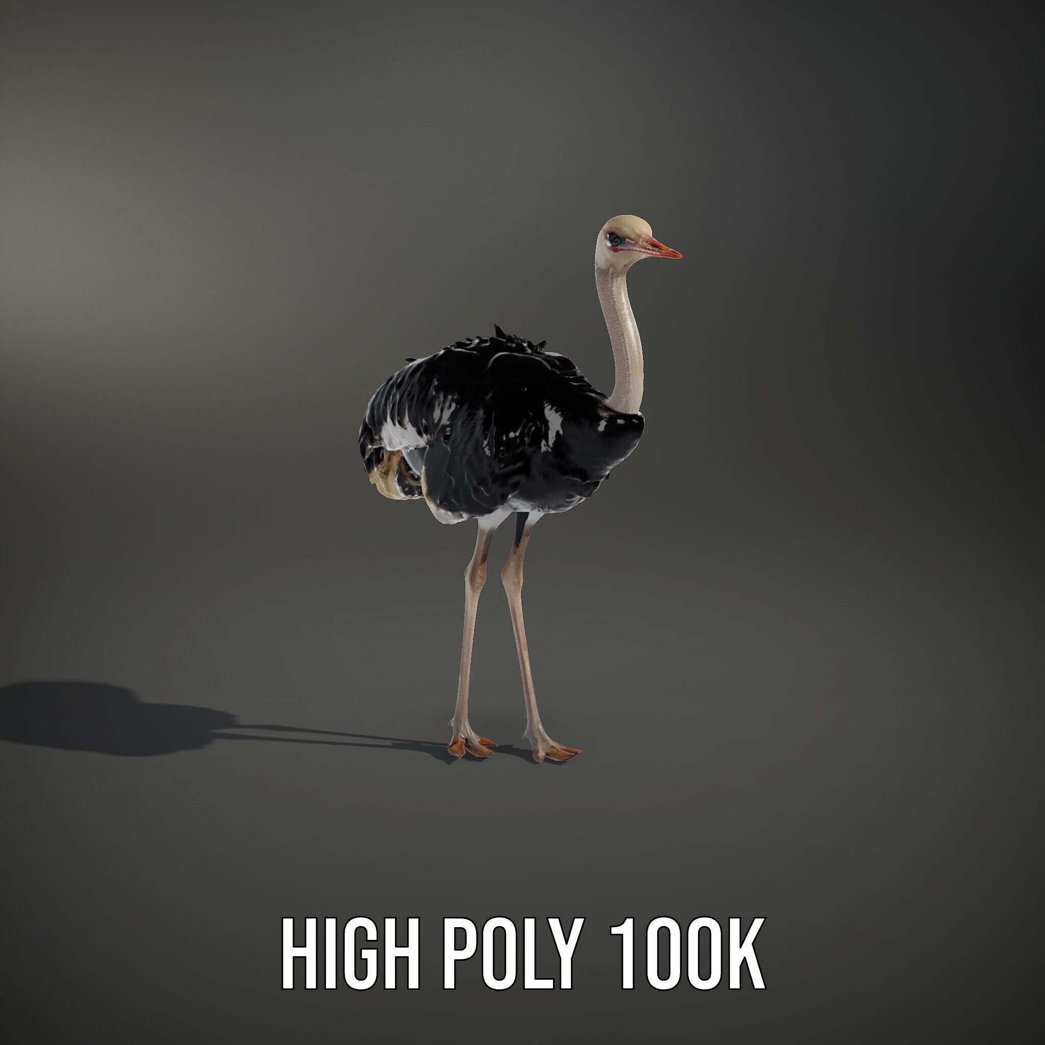Ostrich Model Pack with Detailed Feather Texture Low-poly 3D model_11