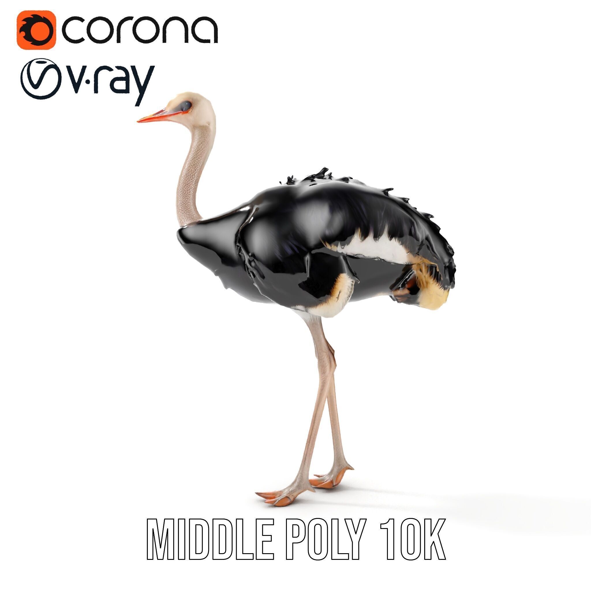 Ostrich Model Pack with Detailed Feather Texture Low-poly 3D model_30