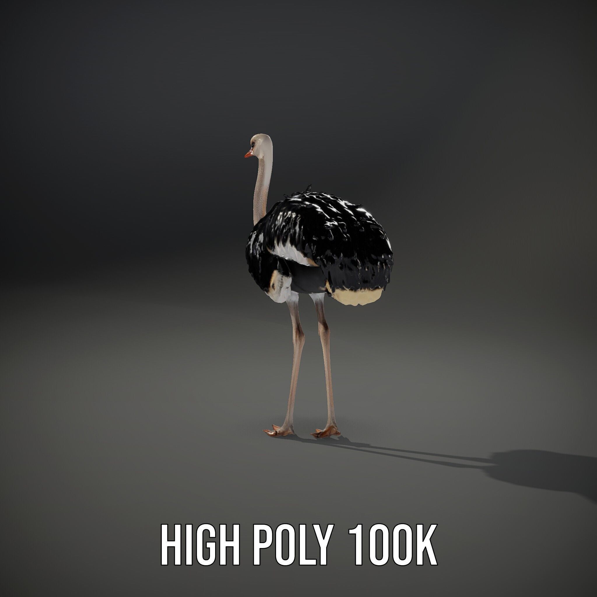Ostrich Model Pack with Detailed Feather Texture Low-poly 3D model_14