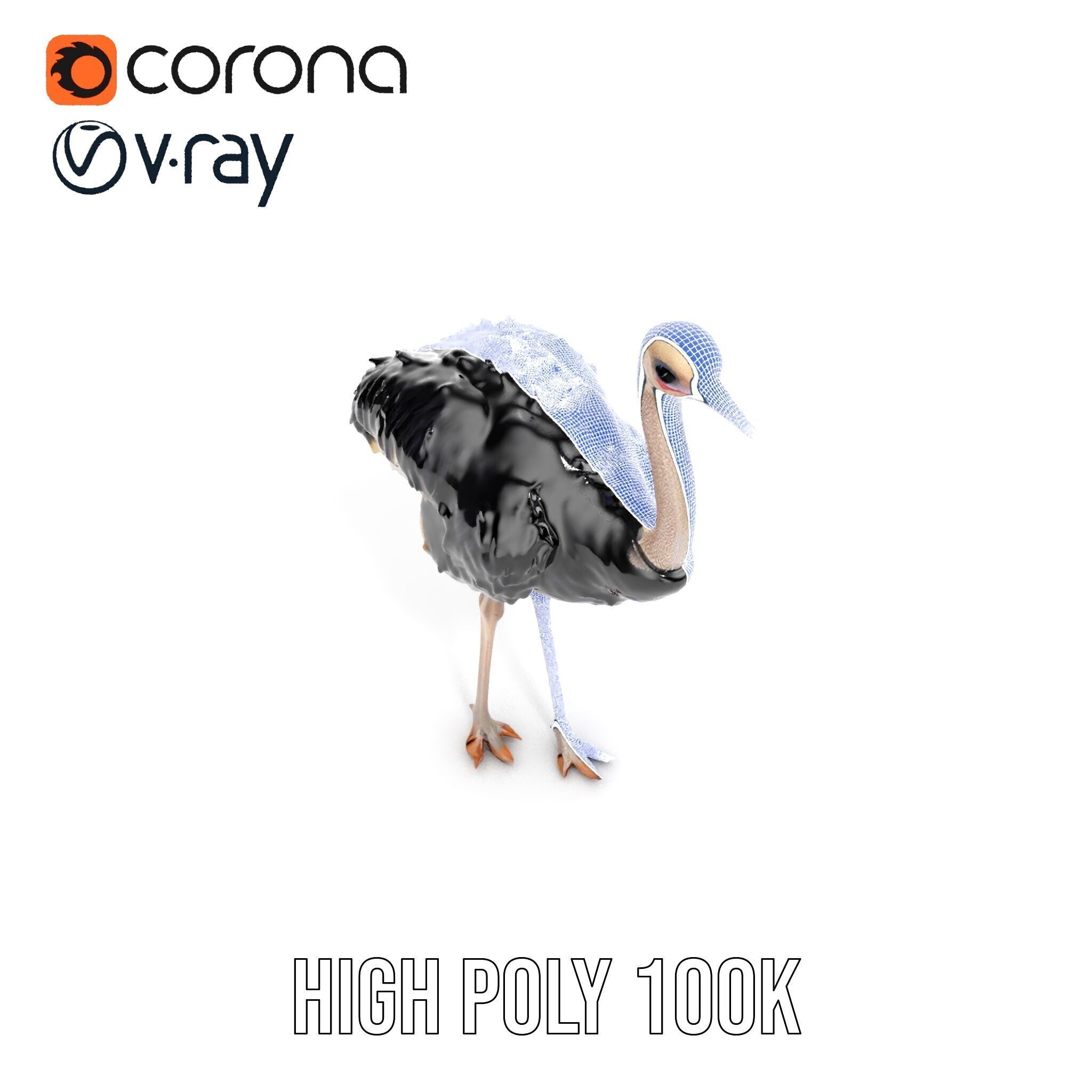 Ostrich Model Pack with Detailed Feather Texture Low-poly 3D model_32