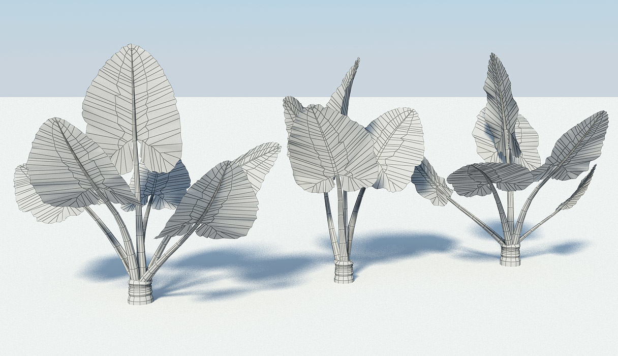 Alocasia Montana - large exotic tropical plant Low-poly 3D model_3